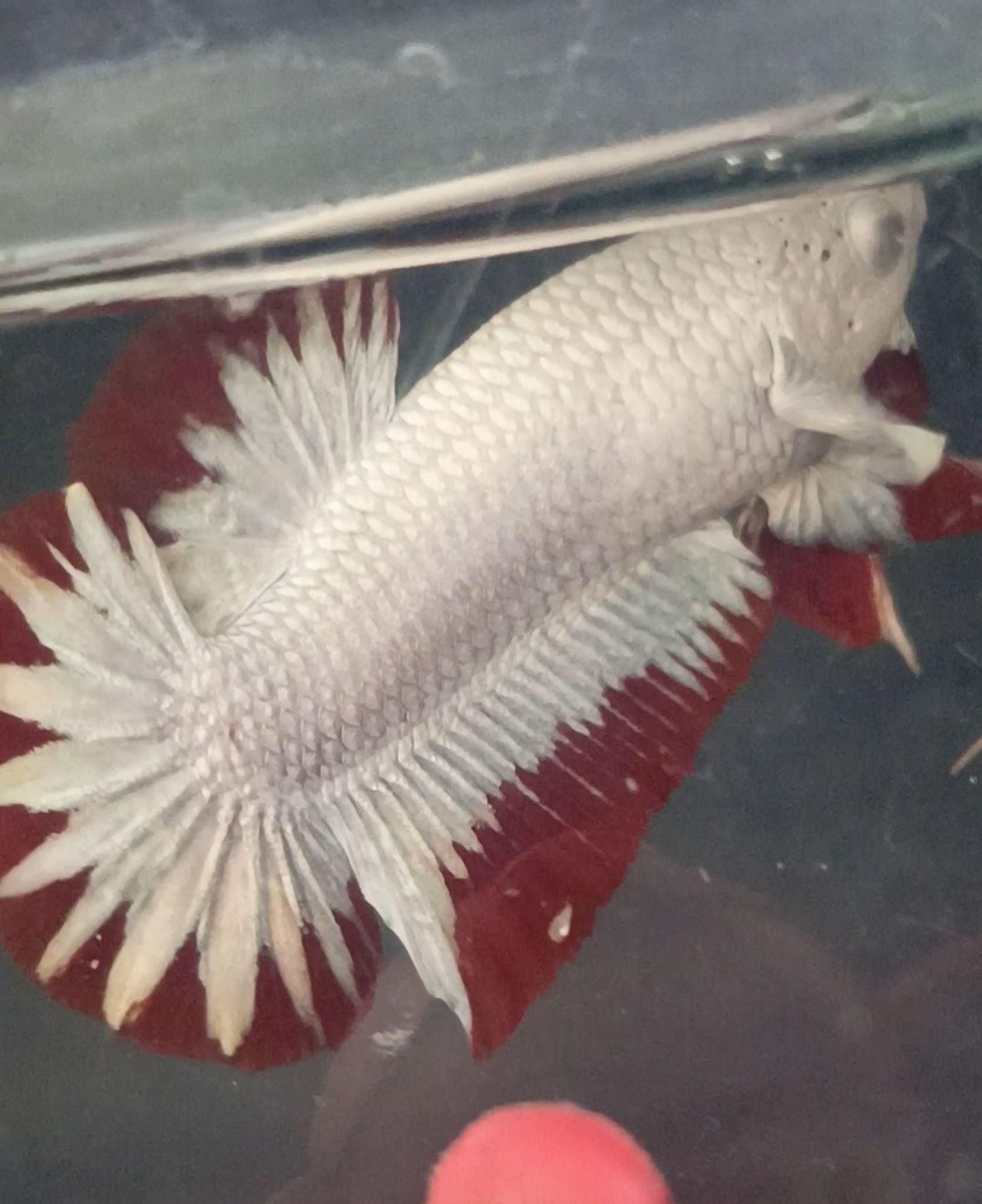 Red dragon snow Betta fish male only