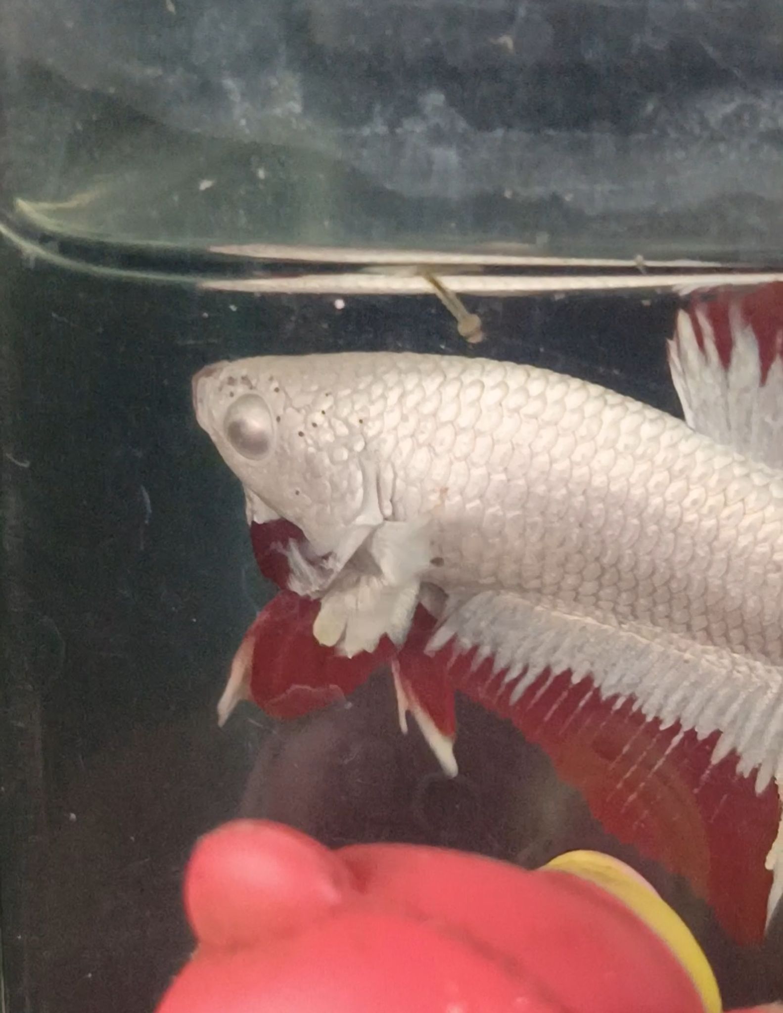 Red dragon snow Betta fish male only
