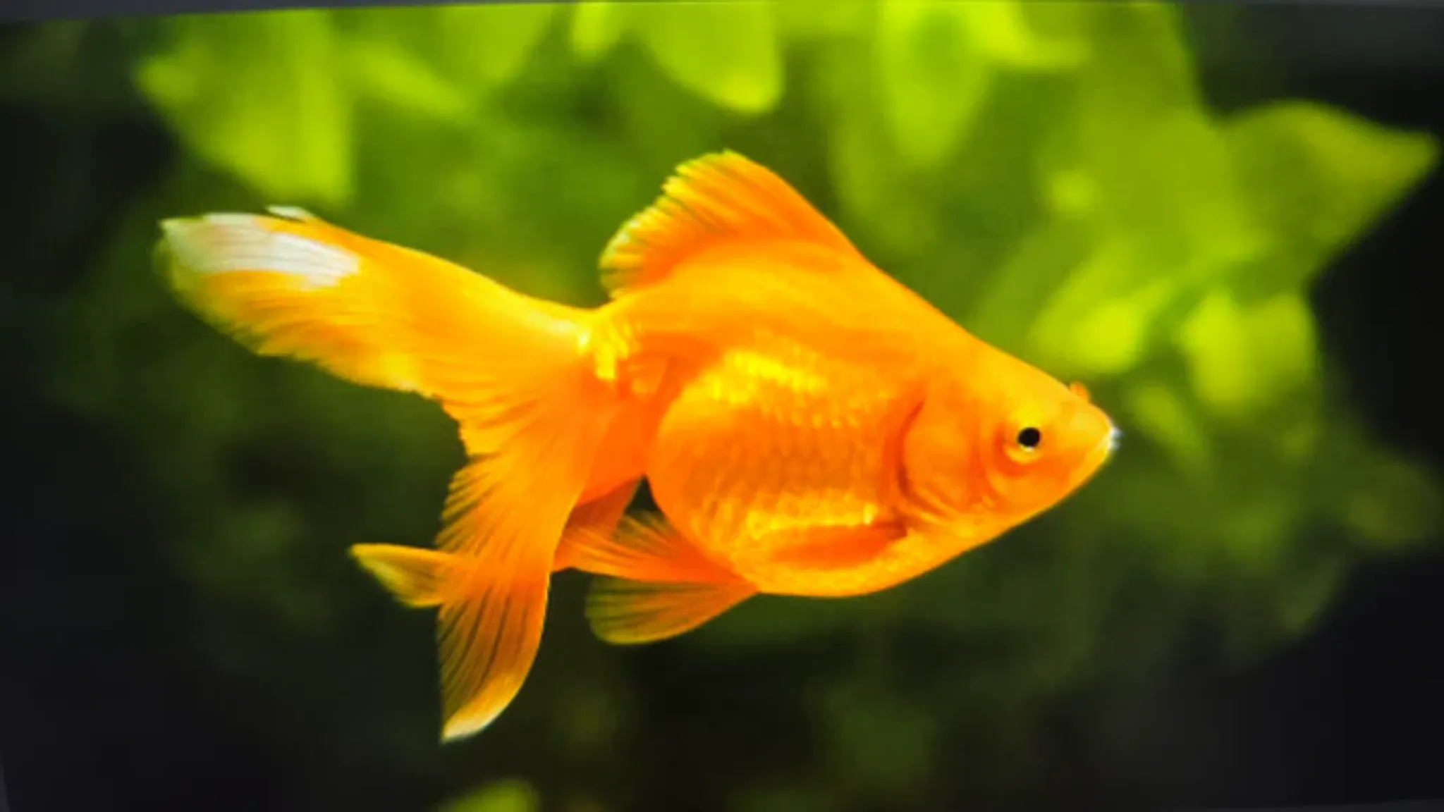Red fantail 5cm