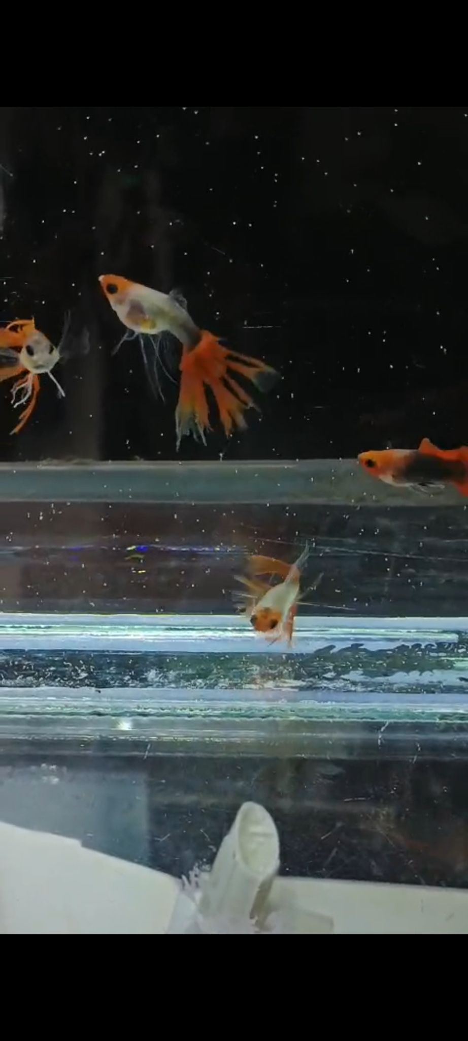 Red koi swallow tail