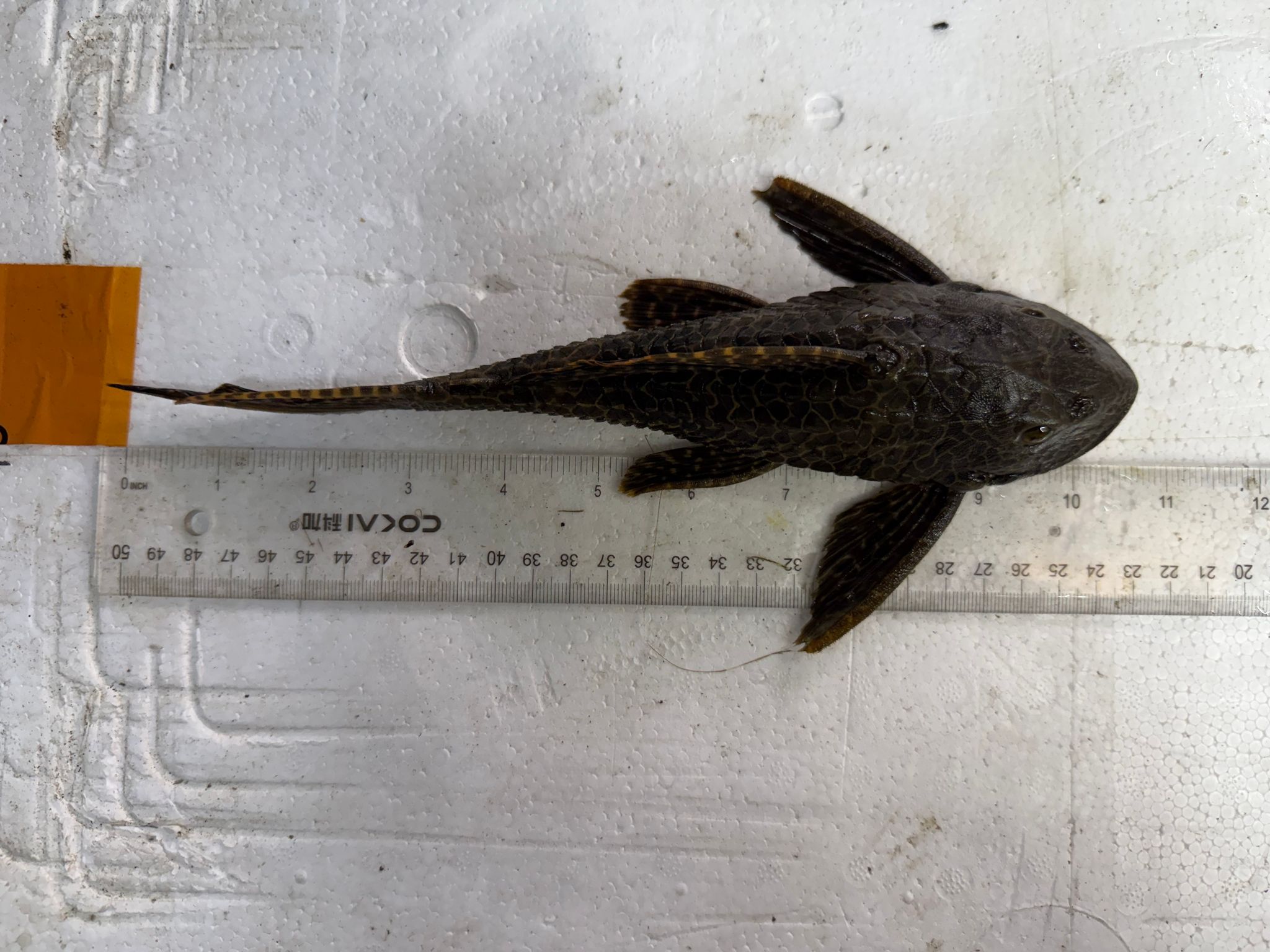 Red sailfin pleco sucker high fin