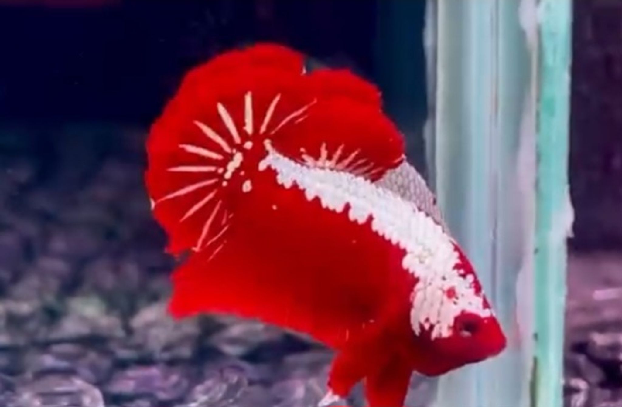 Red samurai