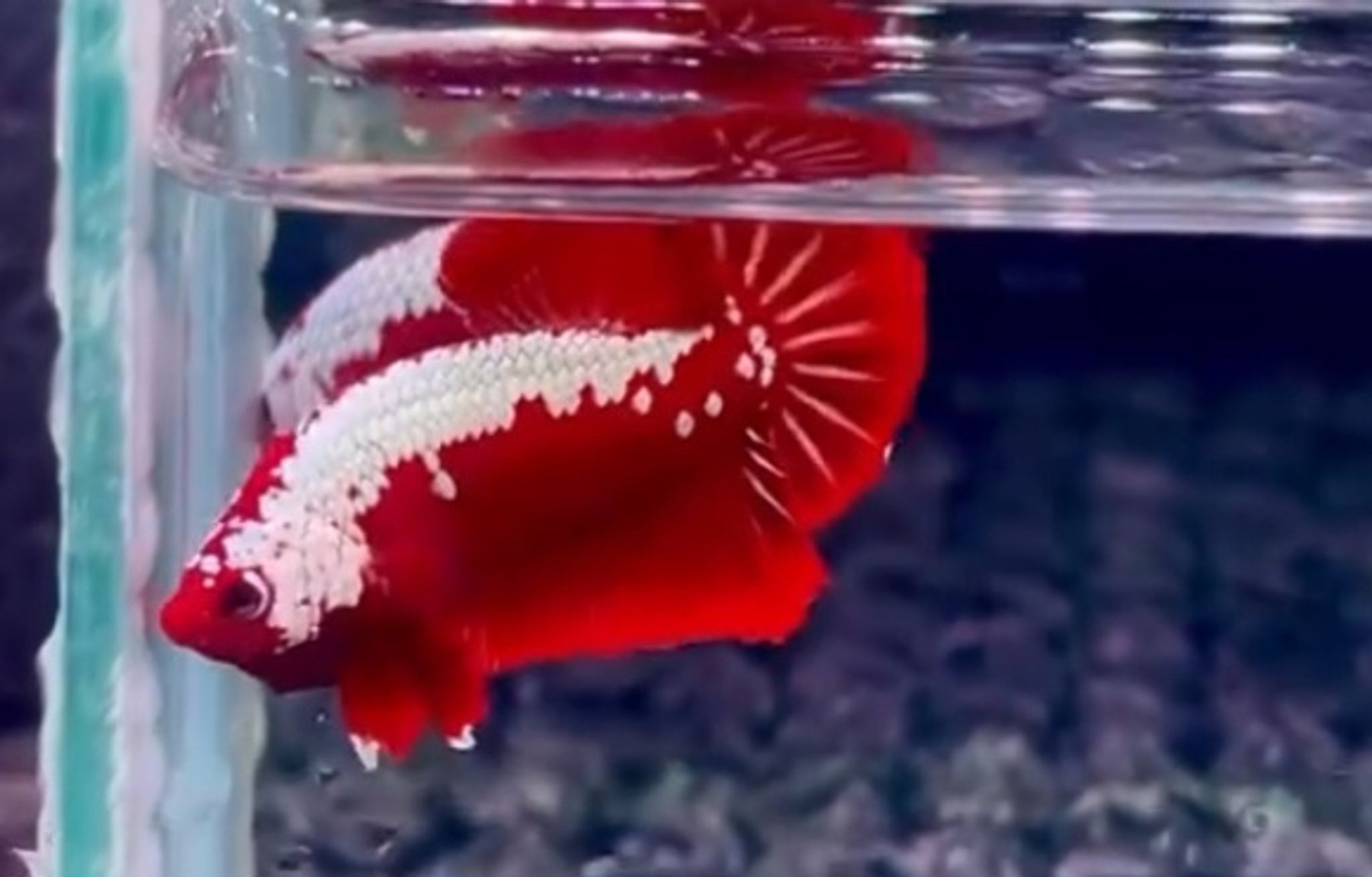 Red samurai