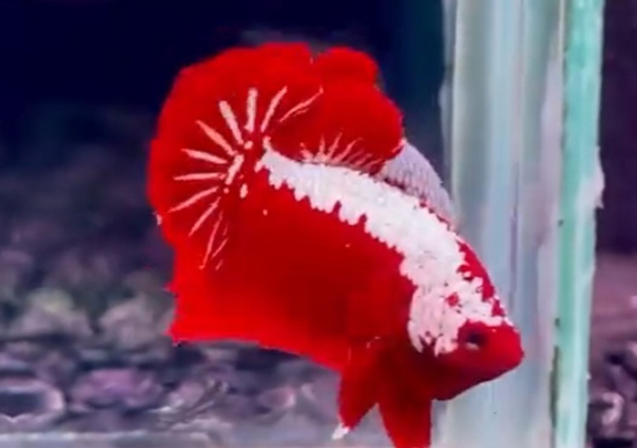 Red samurai