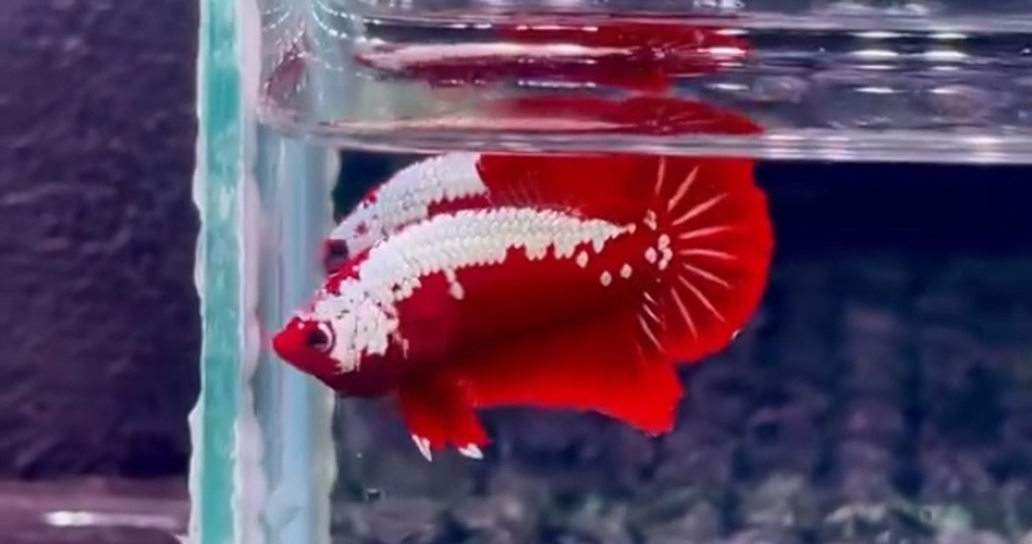 Red samurai