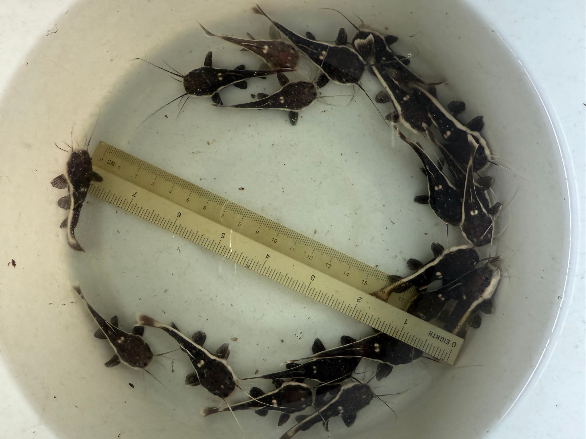 Red tail catfish baby
