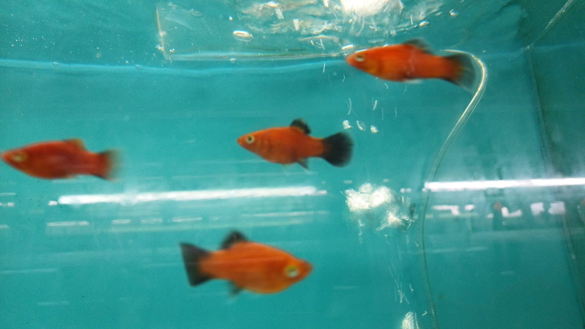 Red wagtail platy PP-0046