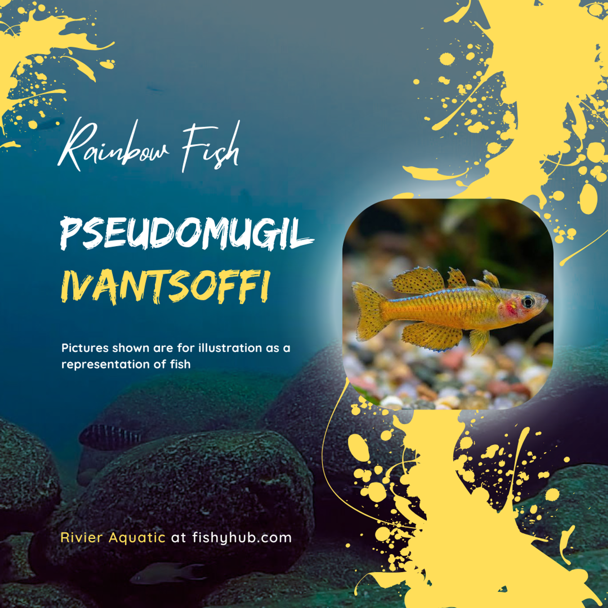 Red-Finned Blue Eye Rainbowfish (Pseudomugil ivantsoffi)