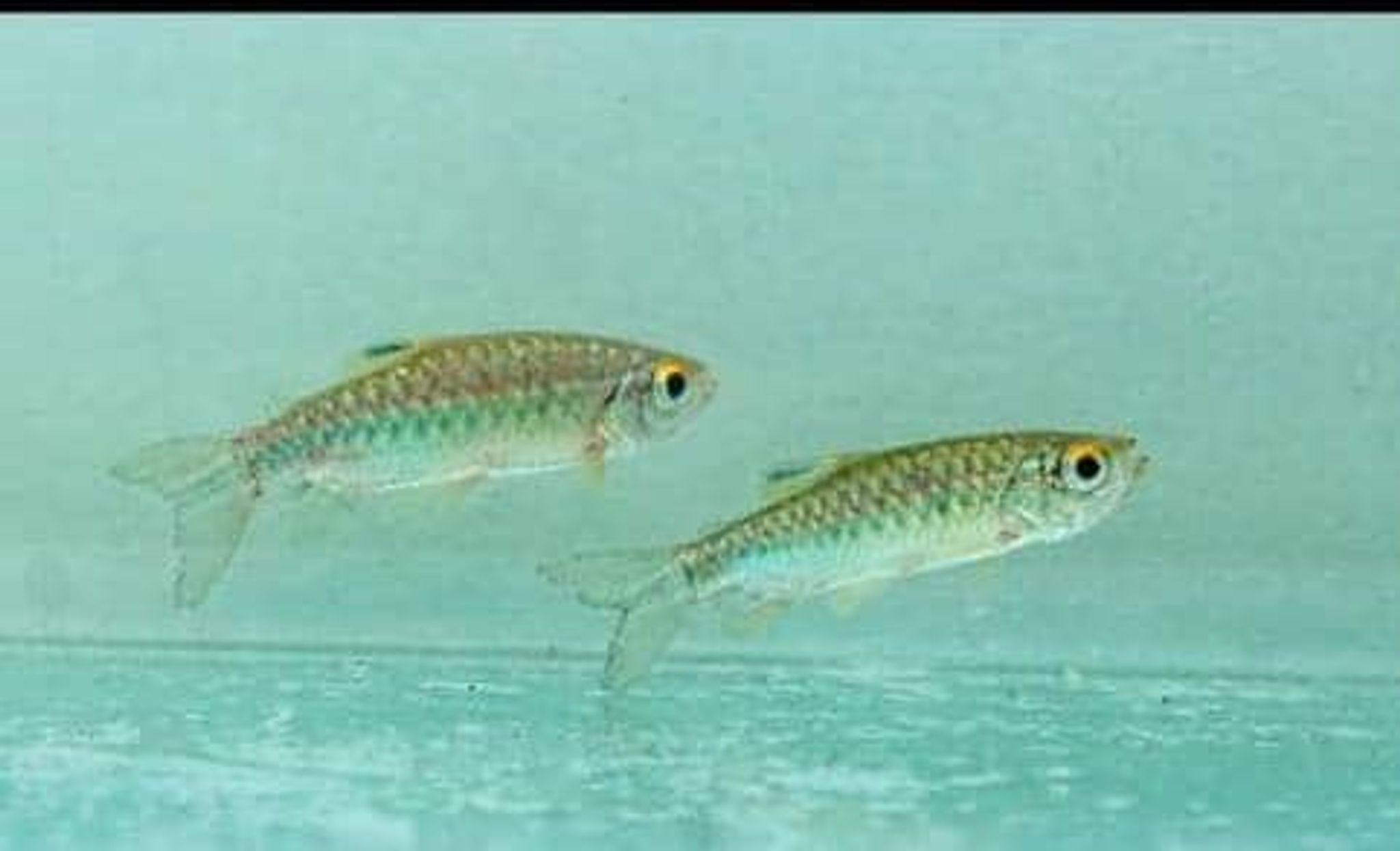 Red-eyed tetra (Arnoldichthys spilopterus)