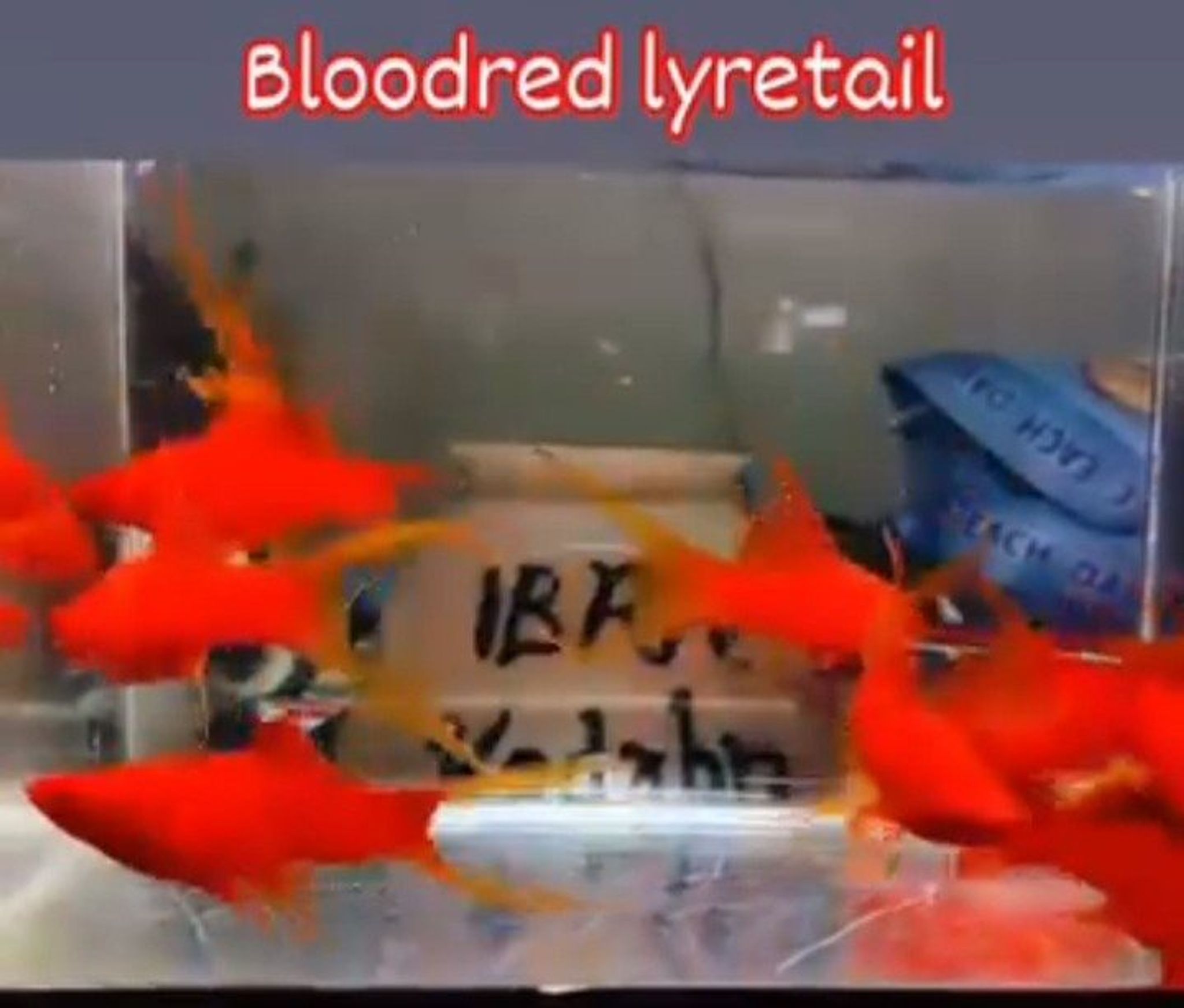 Redblood Lyretail