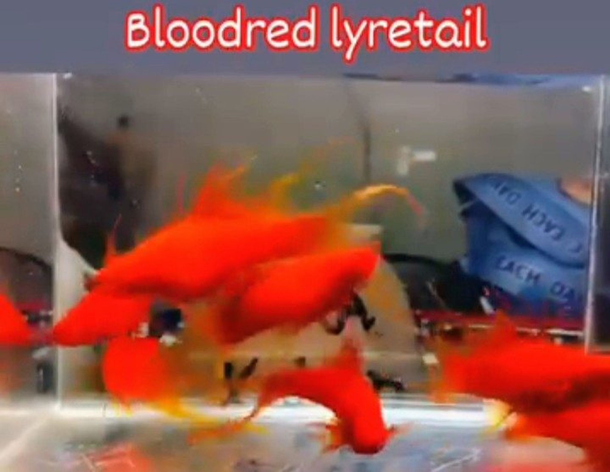 Redblood Lyretail