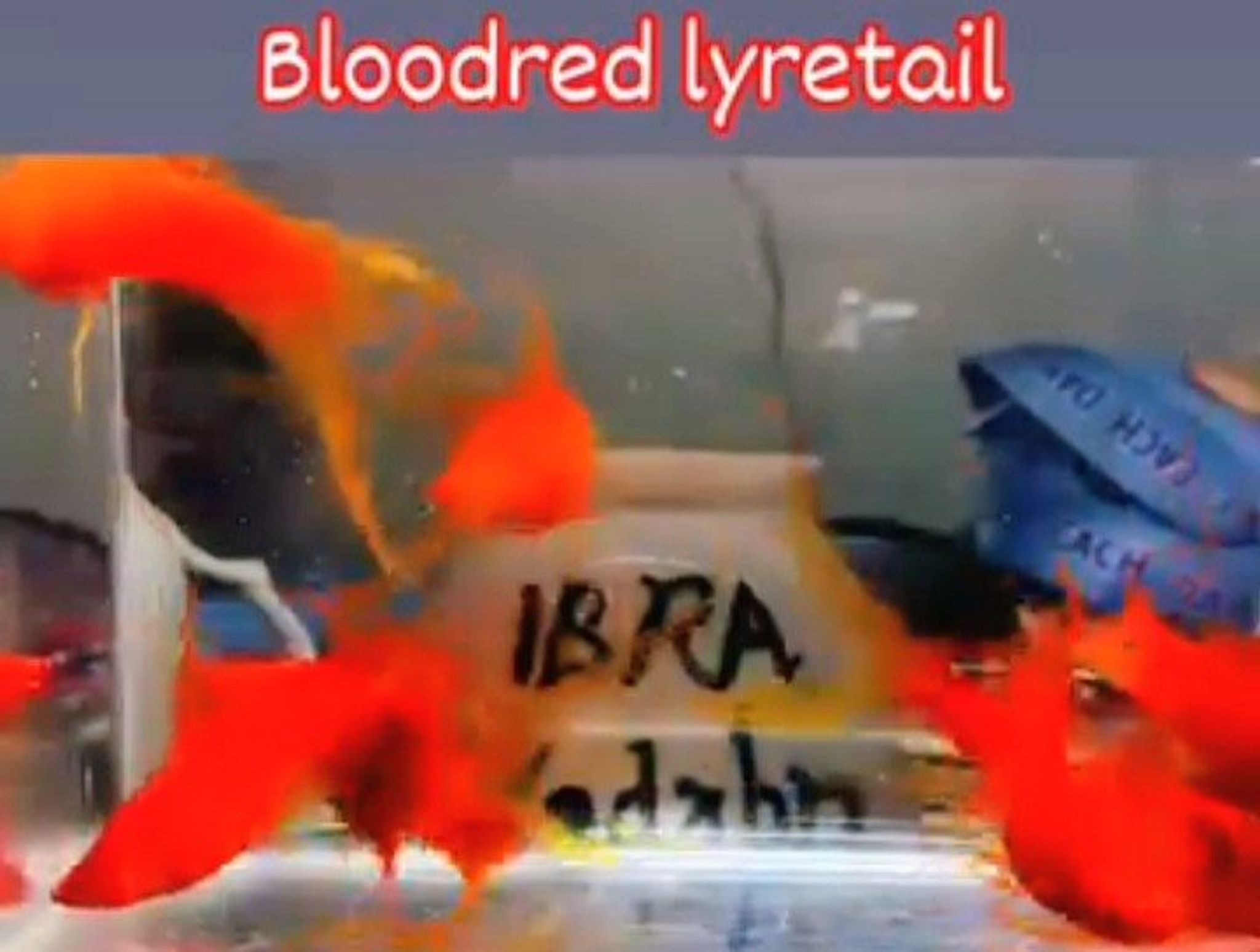 Redblood Lyretail