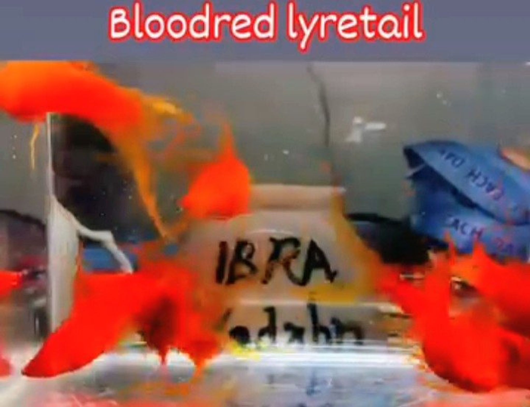 Redblood Lyretail