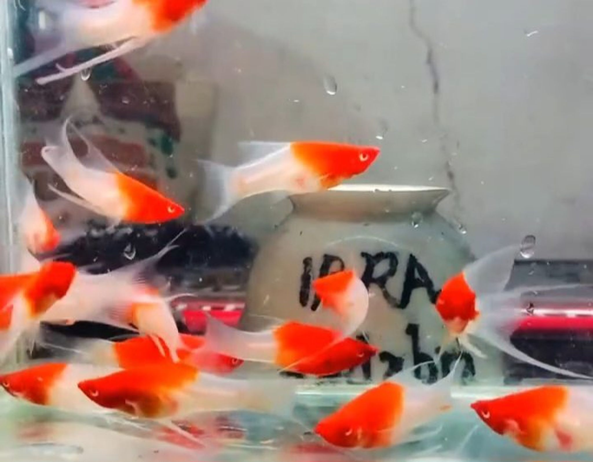 Redcap lyretail platy