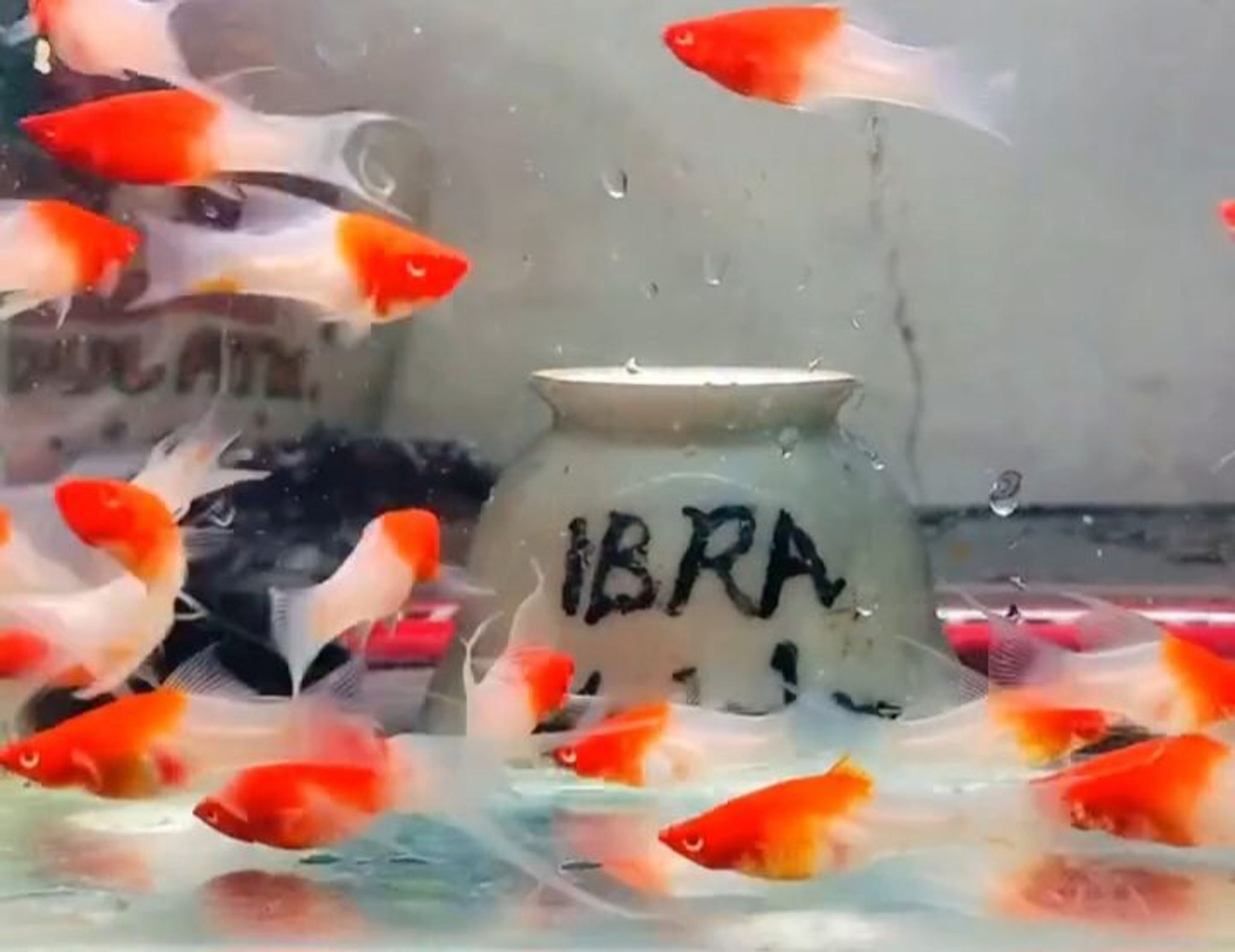 Redcap lyretail platy