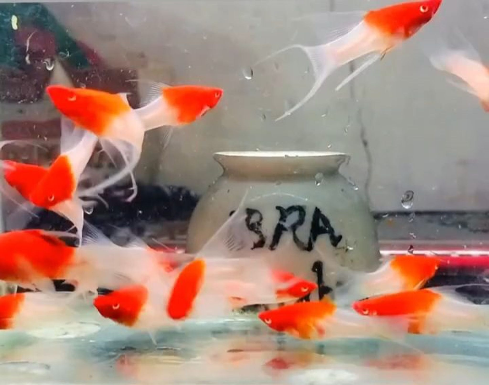 Redcap lyretail platy