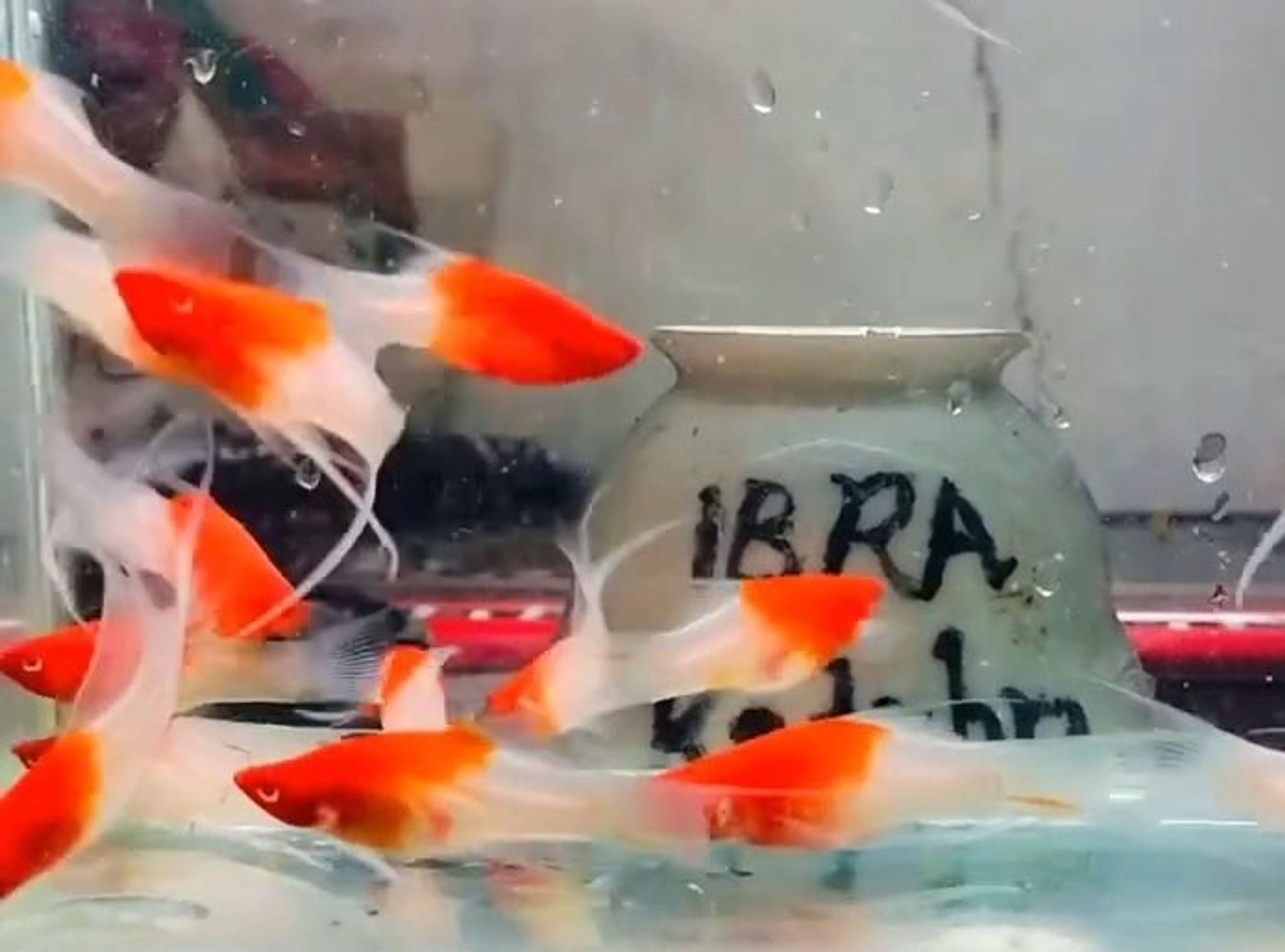 Redcap lyretail platy