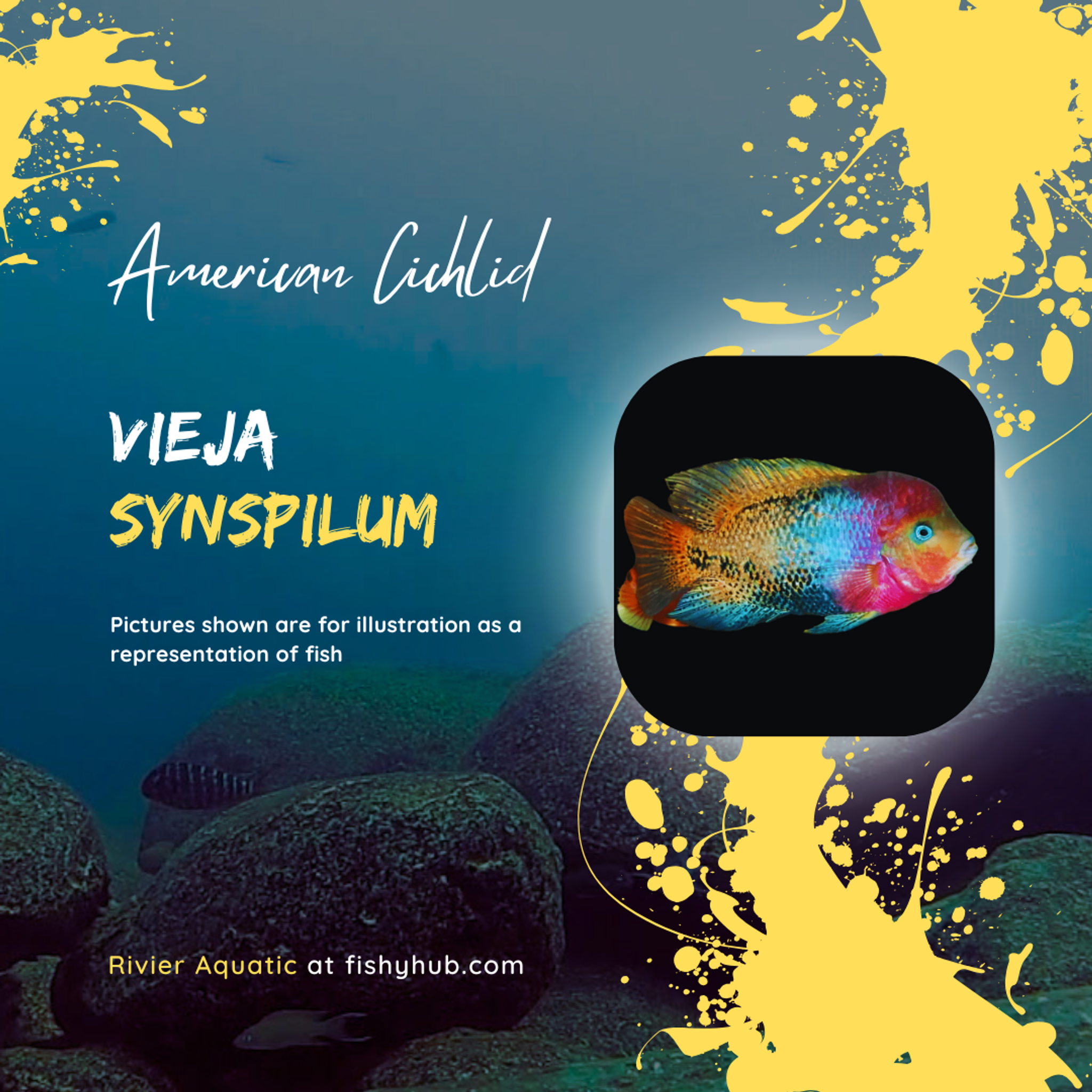 Redhead Cichlid (Vieja Synspilum)