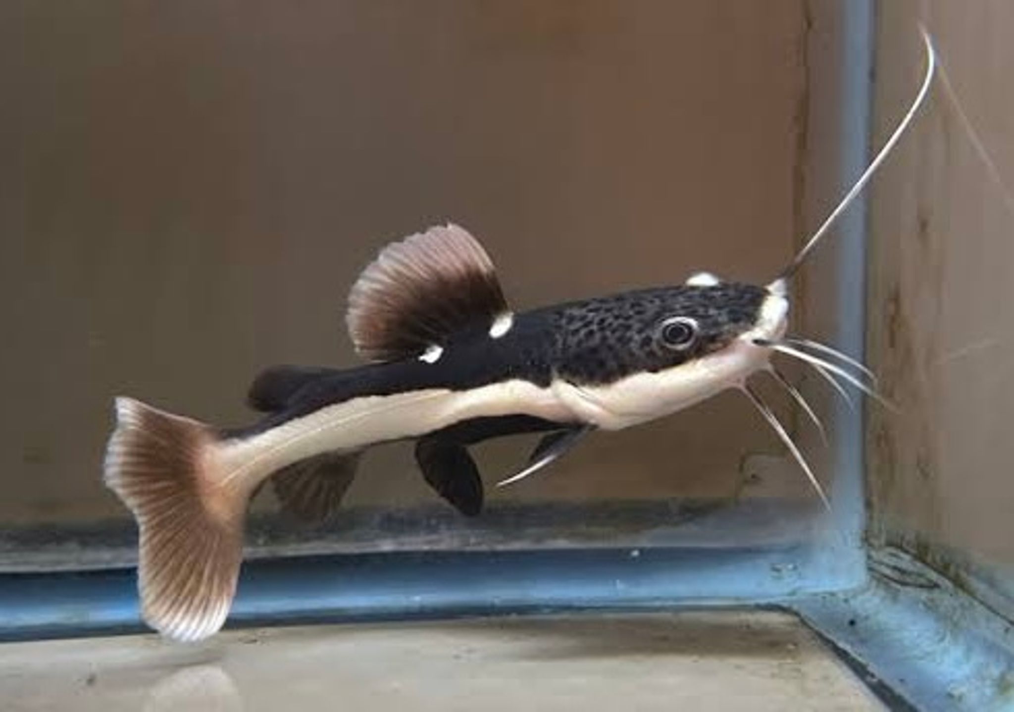 Redtail Catfish