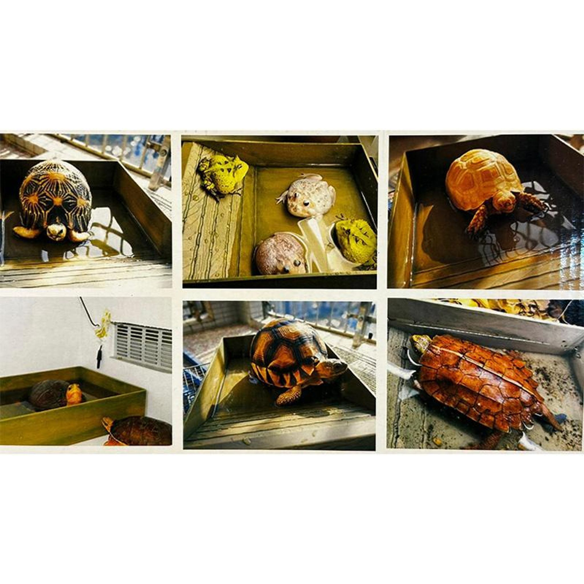 Reptile Multi-purpose Ramp (Water, food, bath dish)