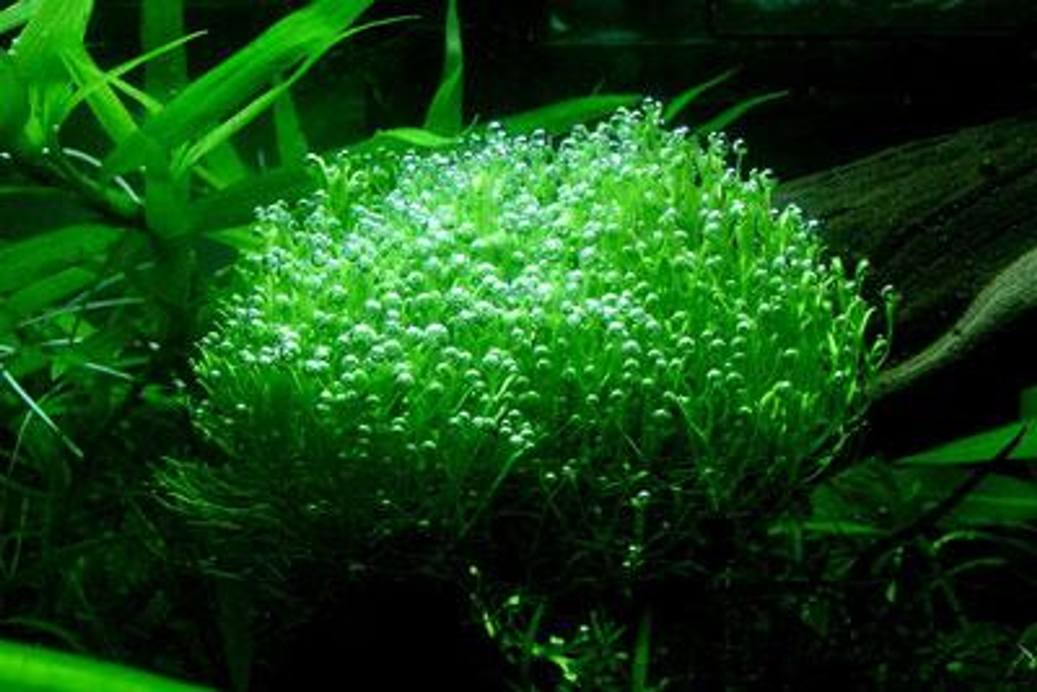 Best Tank Mates and Aquascaping Uses for Riccia