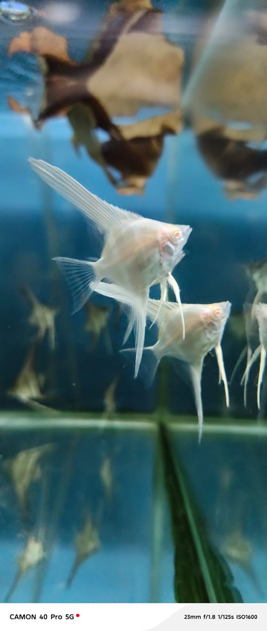 Rio Nanay Albino Angelfish
