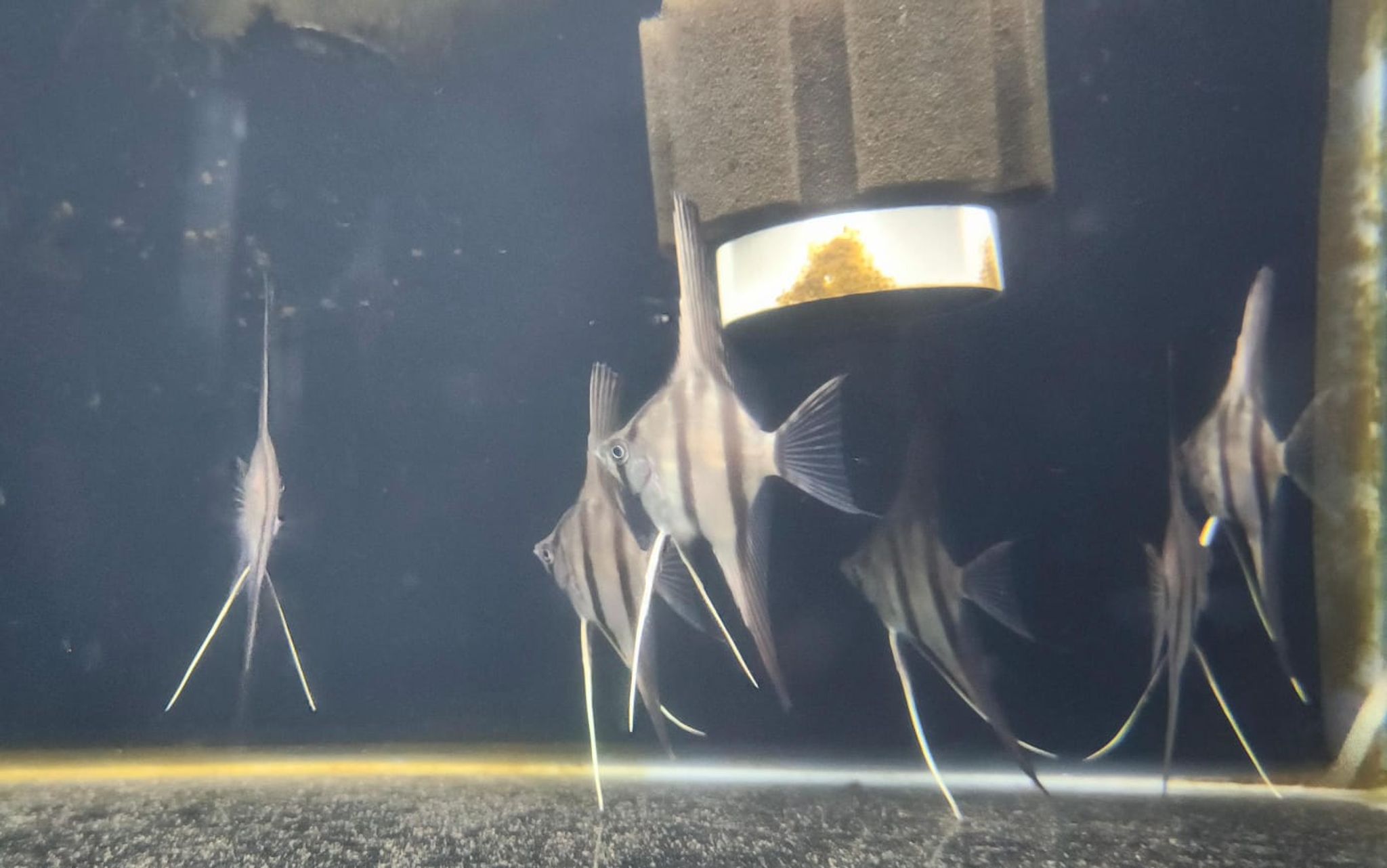 Rio Nanay Angelfish