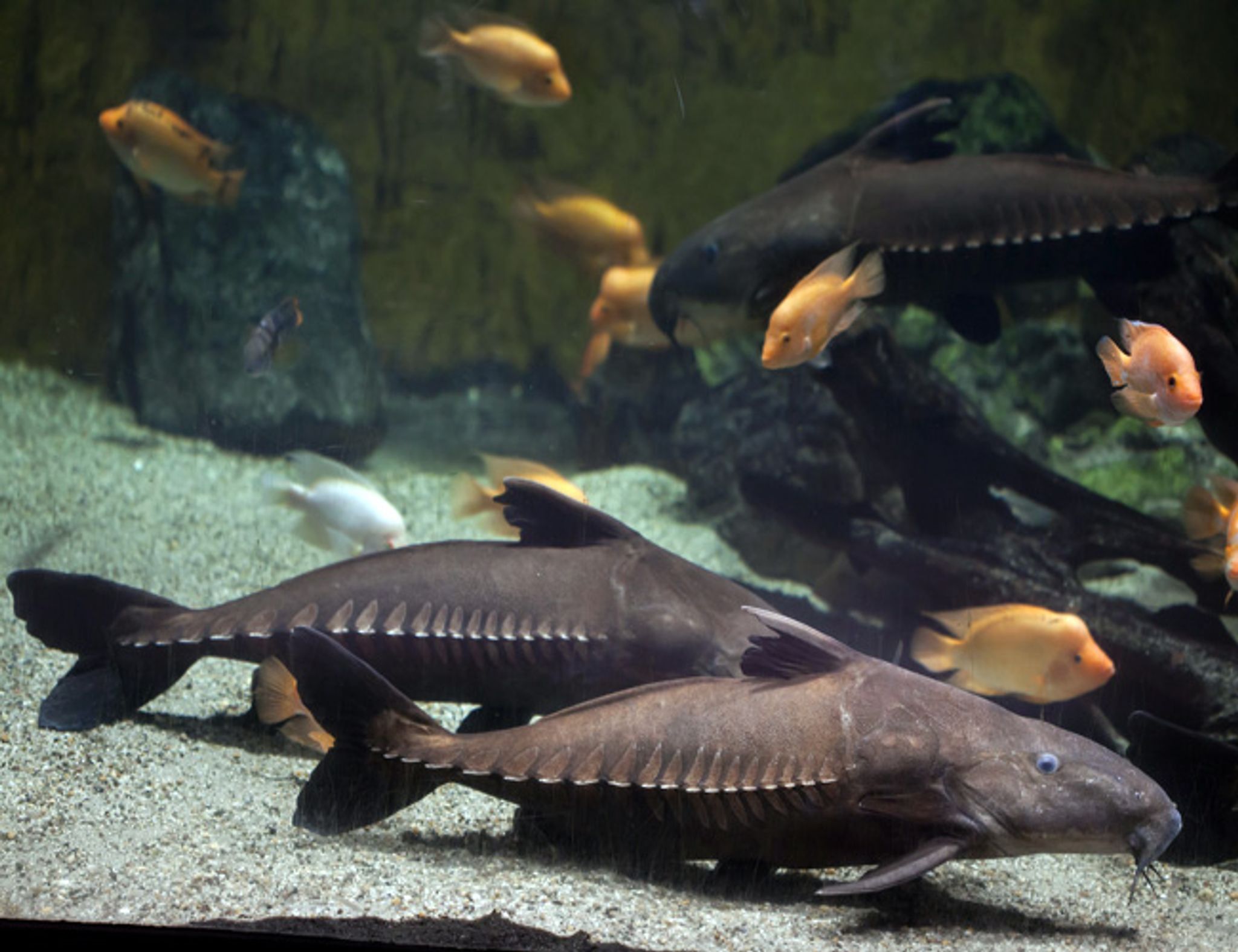 Ripsaw Catfish Oxydoras Niger