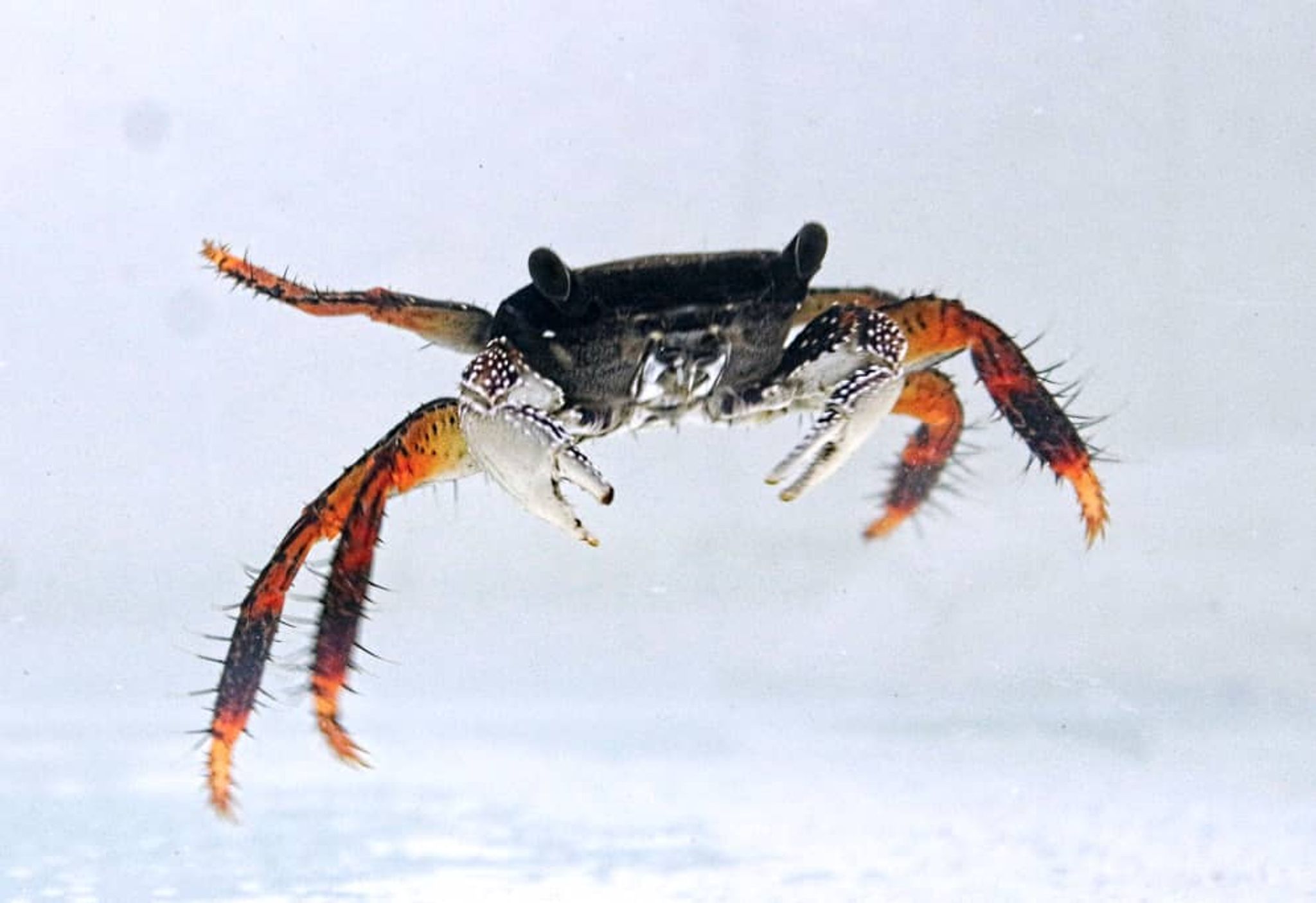Rock Runner Crab (Pachygrapsus marmoratus)