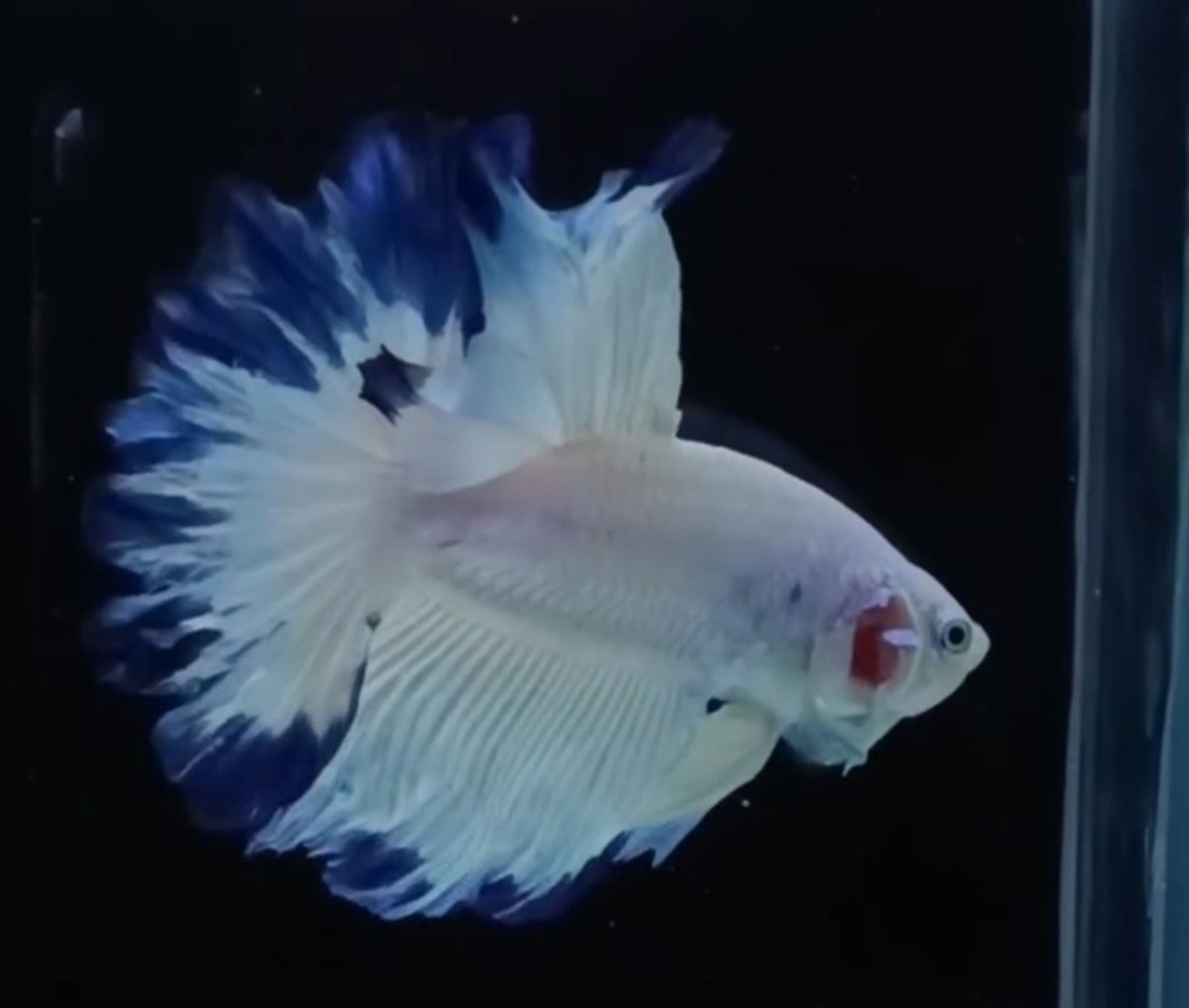 Rosetail Blue Rim