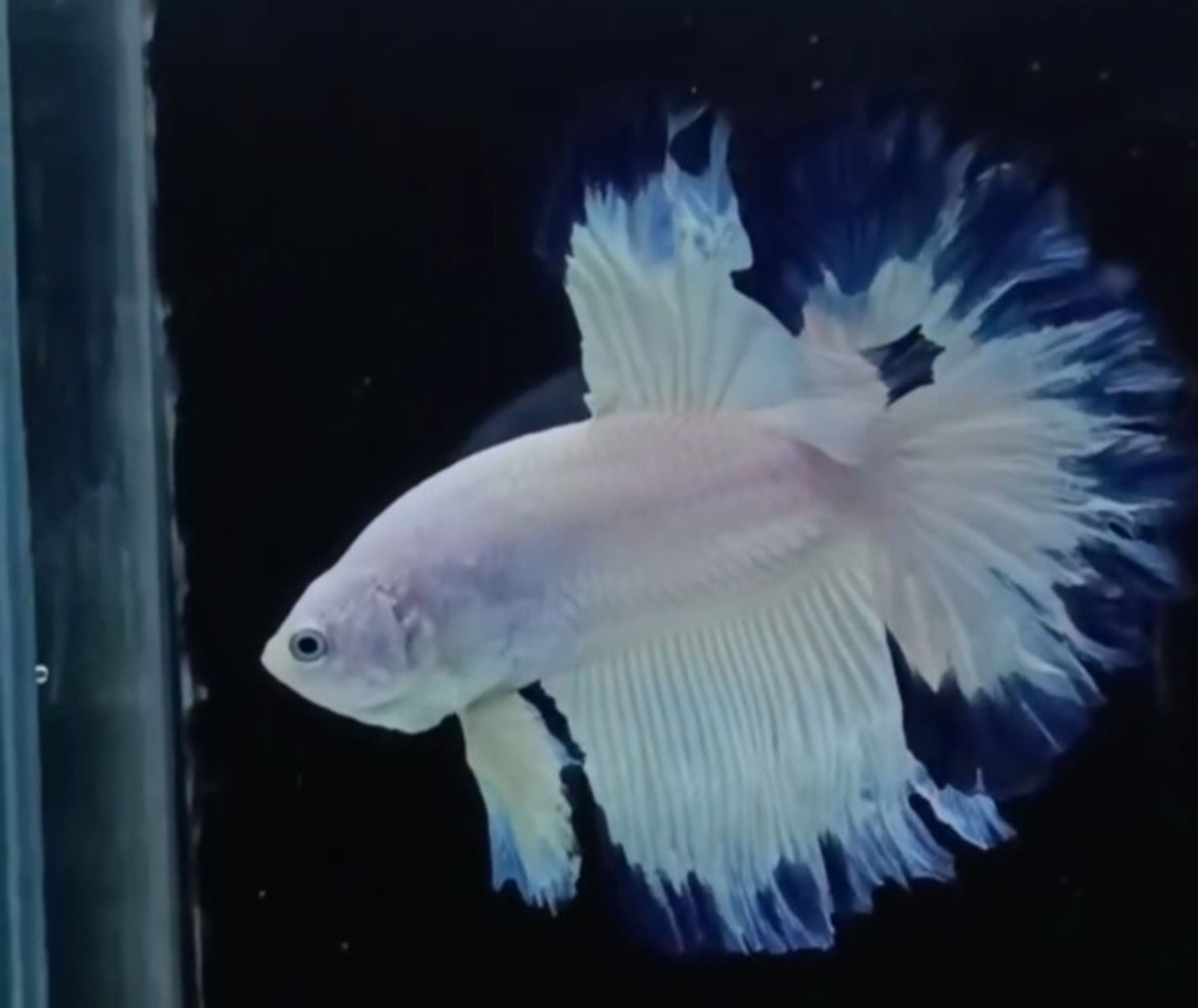 Rosetail Blue Rim