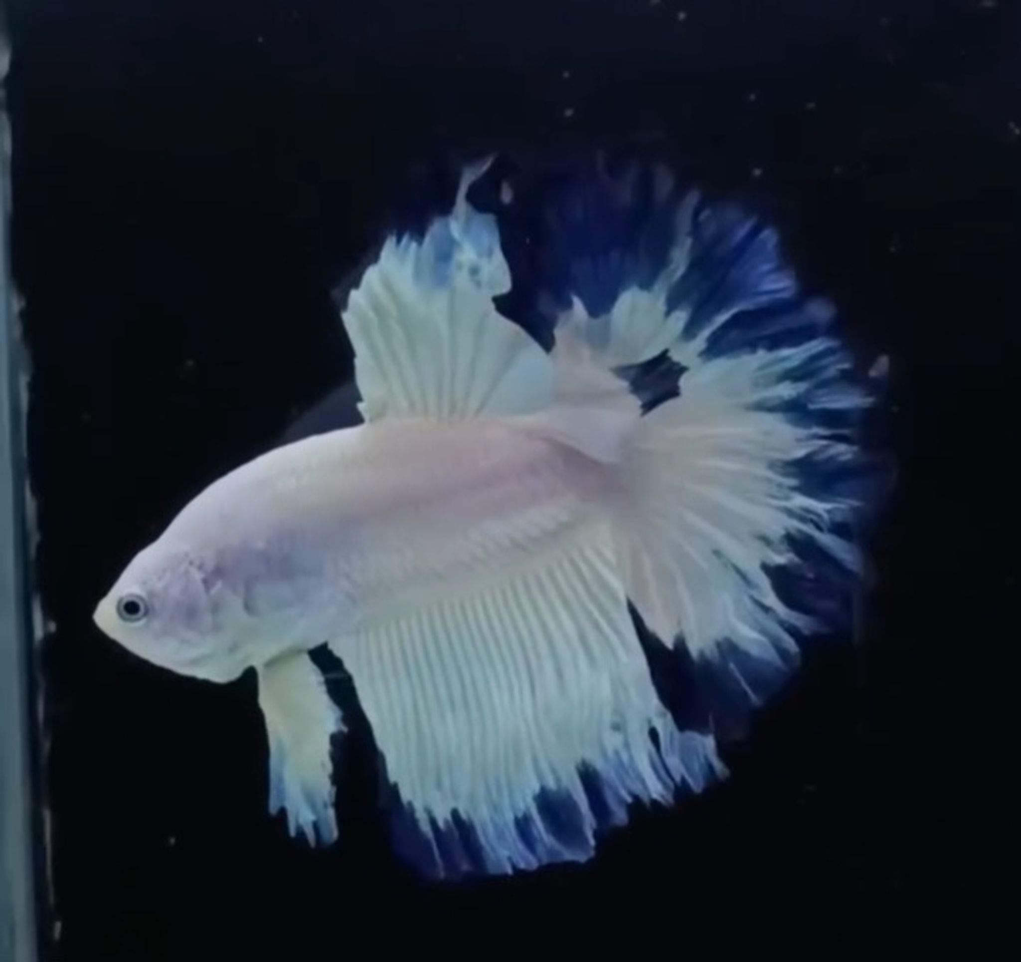 Rosetail Blue rim