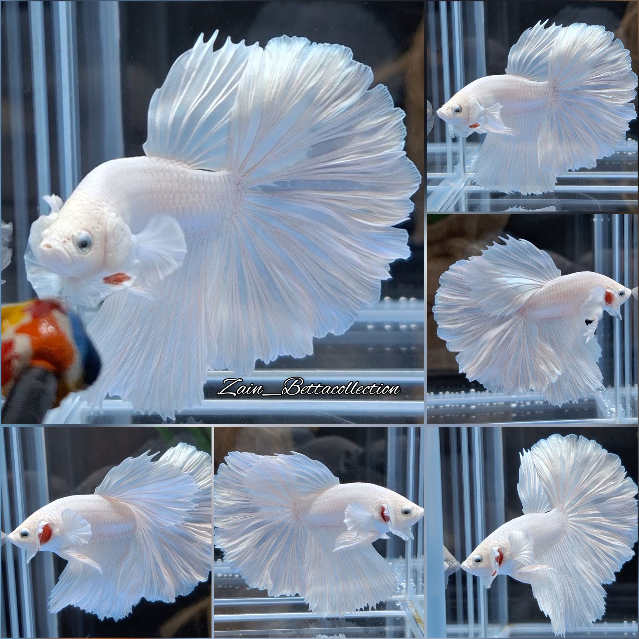 Rosetail Halfmoon White Platinum Betta Fish