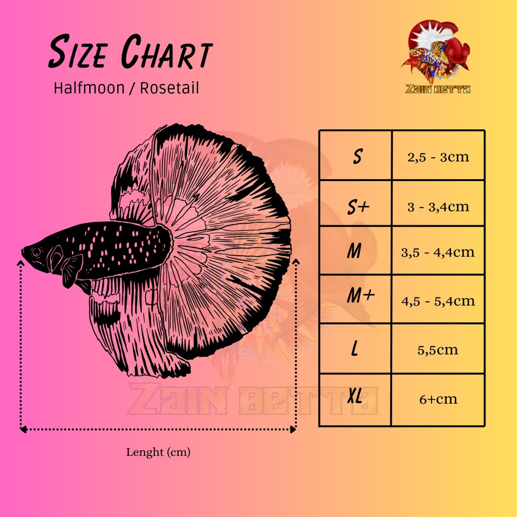 Rosetail Halfmoon White Platinum Betta Fish