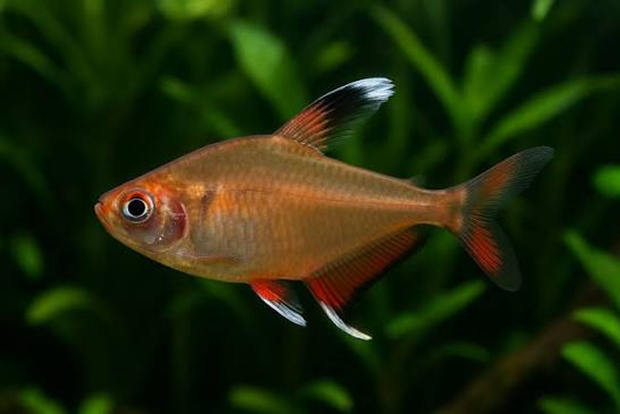 Rosy Tetra