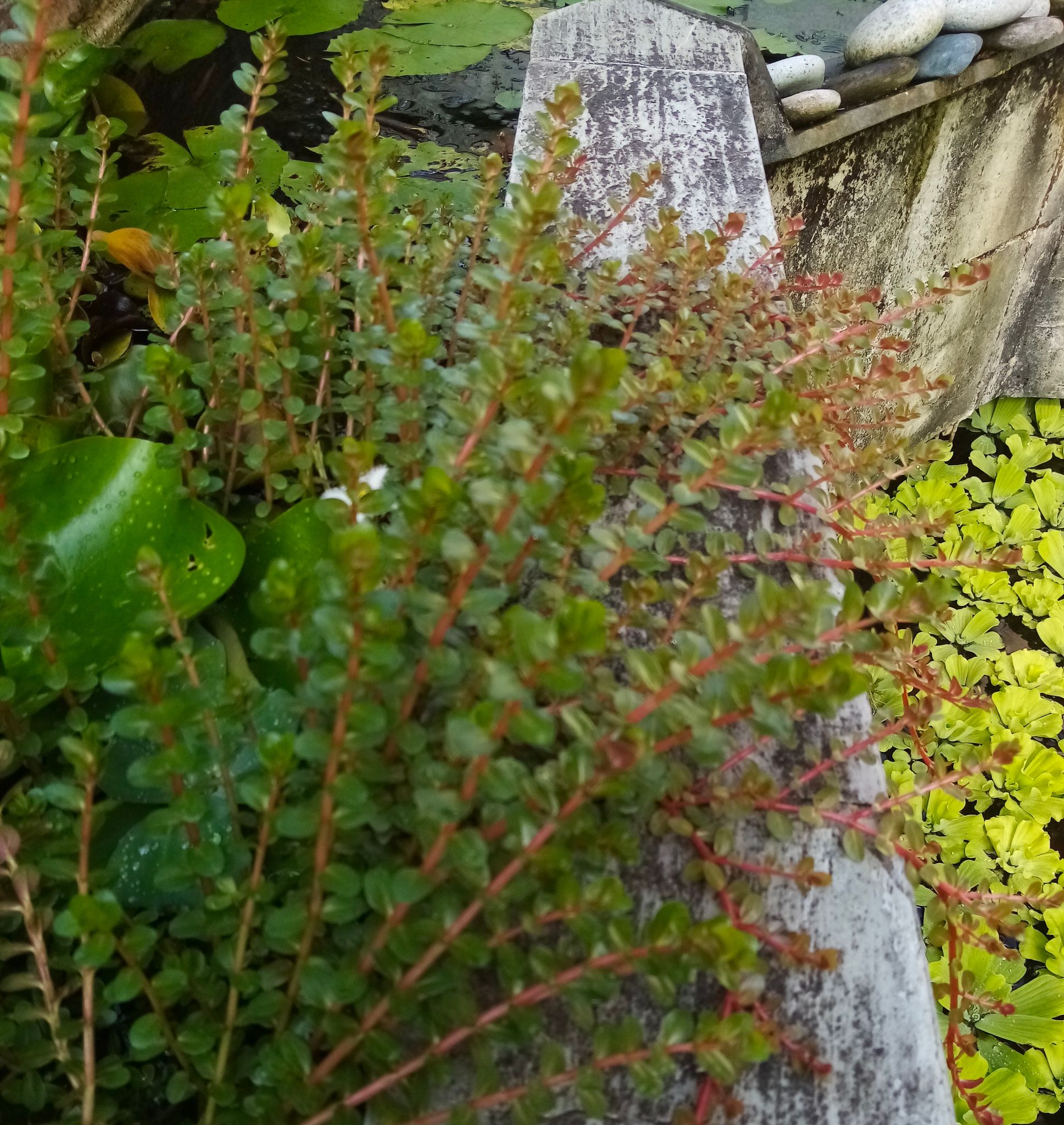 Best Tank Mates and Aquascaping Uses for Rotala H'ra