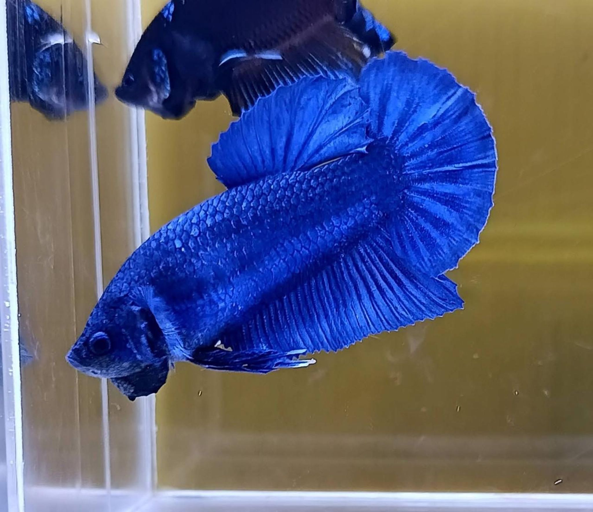 Royale Blue Giant Betta (Female)