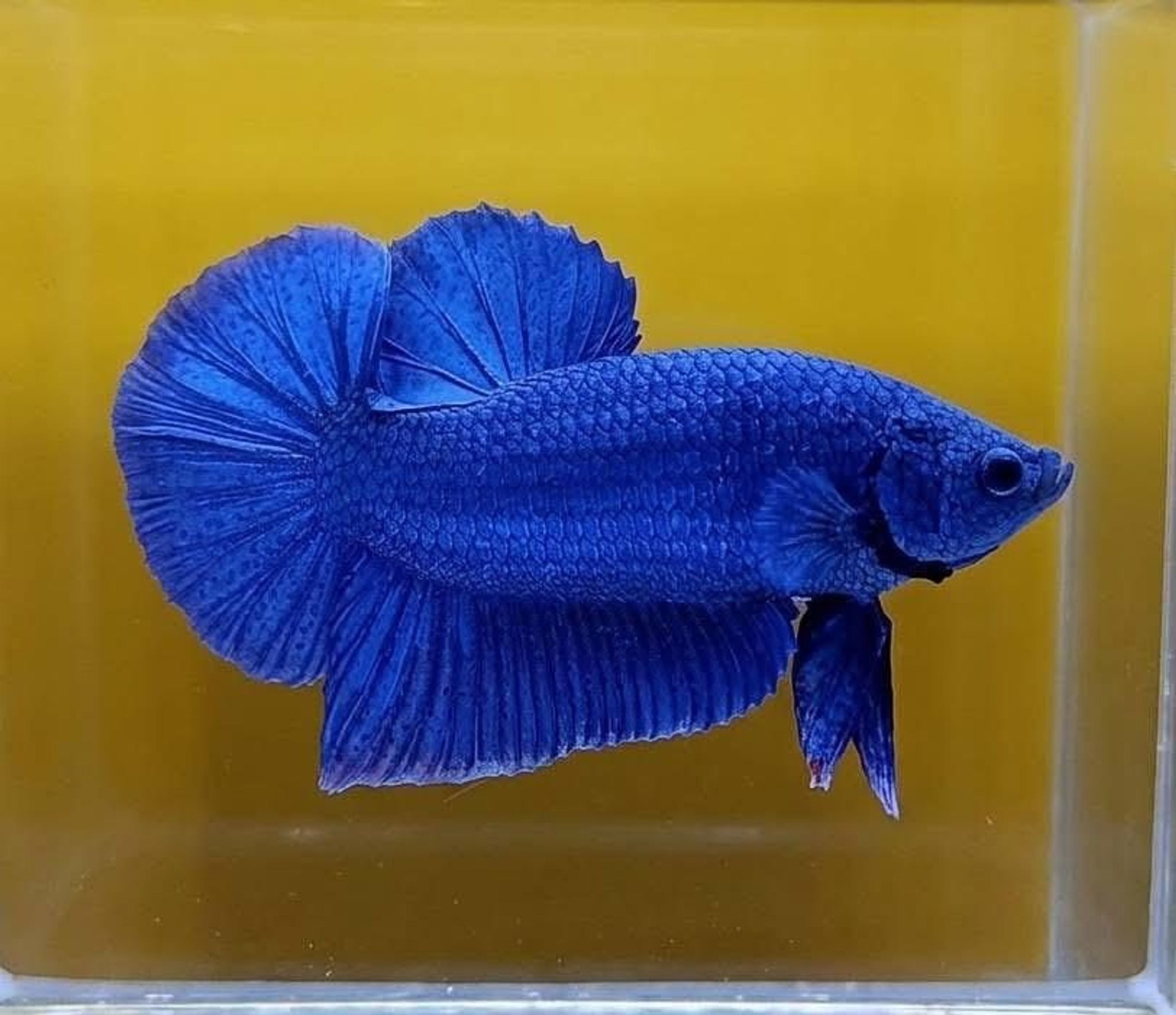 Royale Blue Giant Betta (Male)