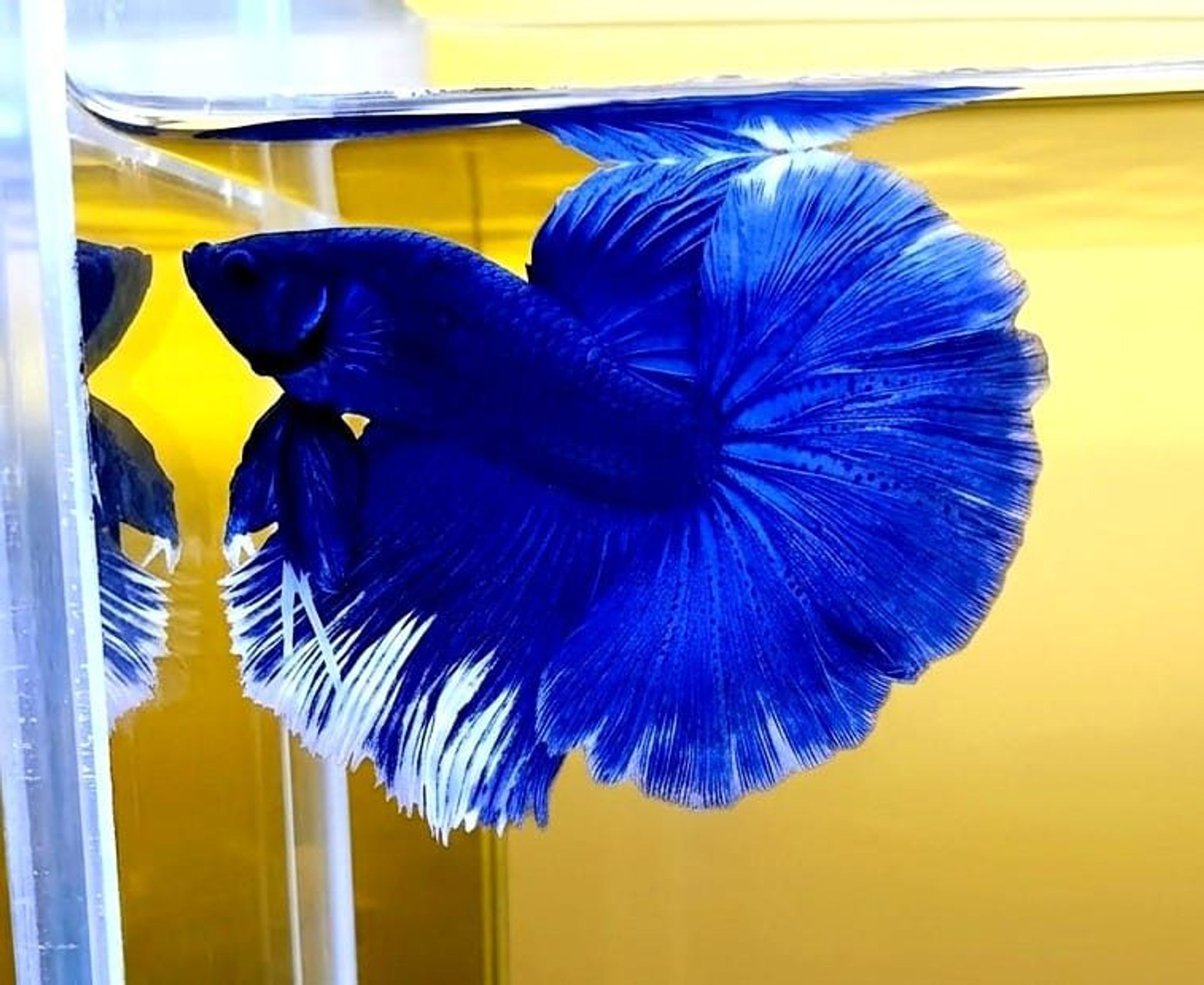 Royale Blue Halfmoon Betta (Male)