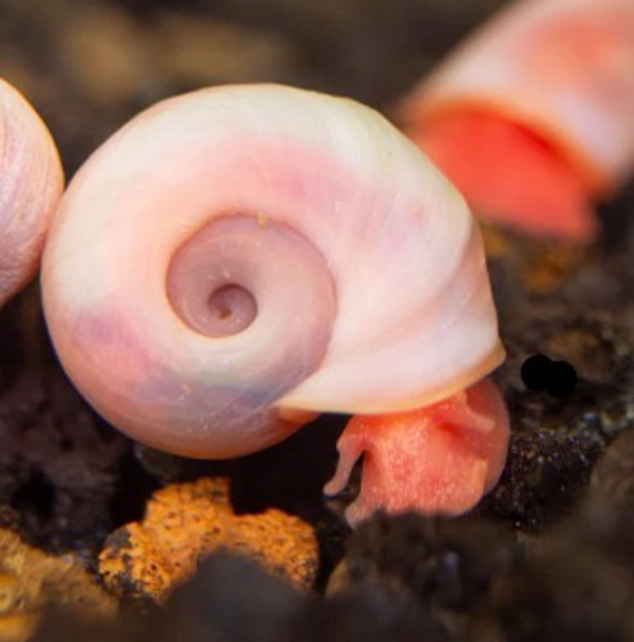 Ruby Red Ramshorn Snails