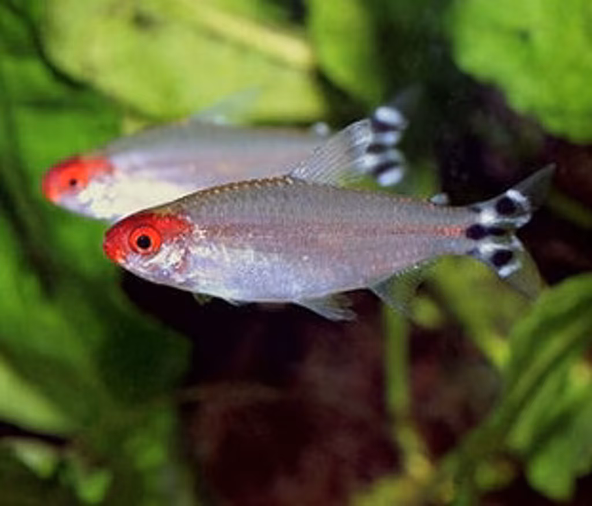 Rummy Nose Tetra XL