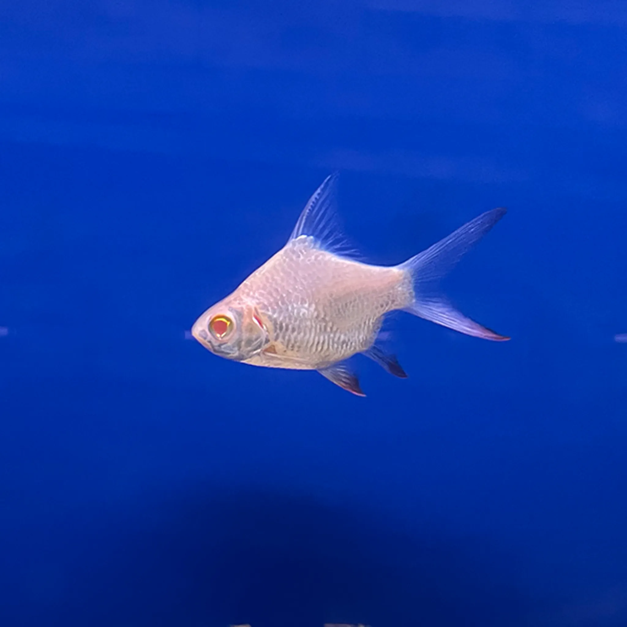 SB Gold Tinfoil Barb