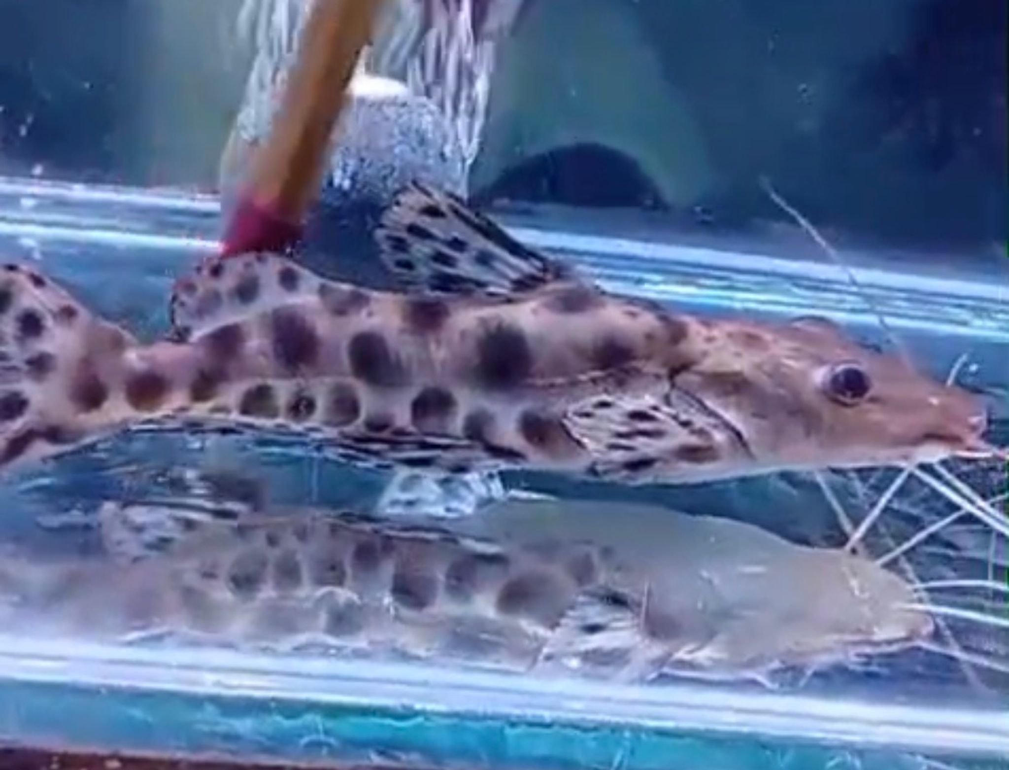 SB leopard catfish