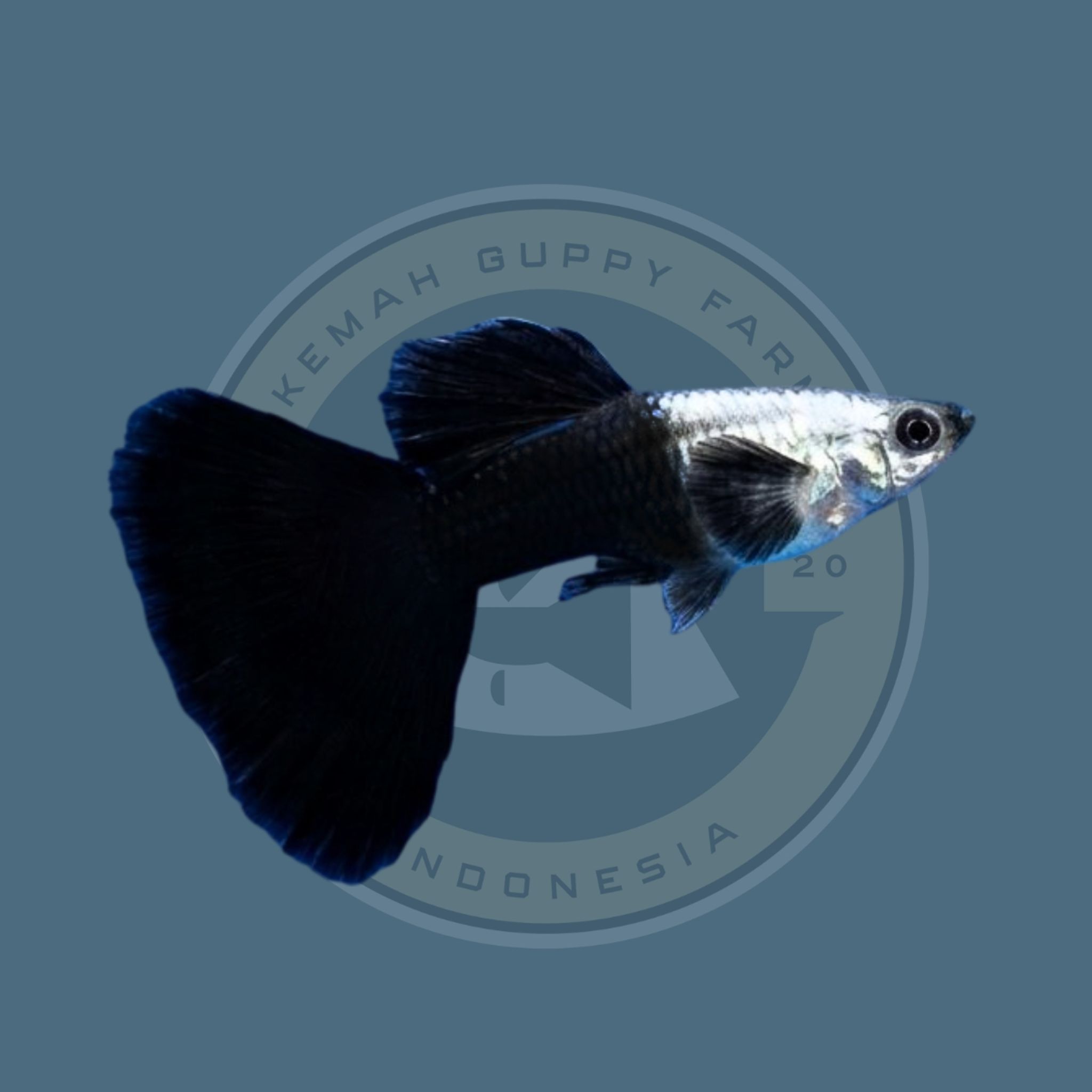 GUPPY SILVERADO BLACK TAIL