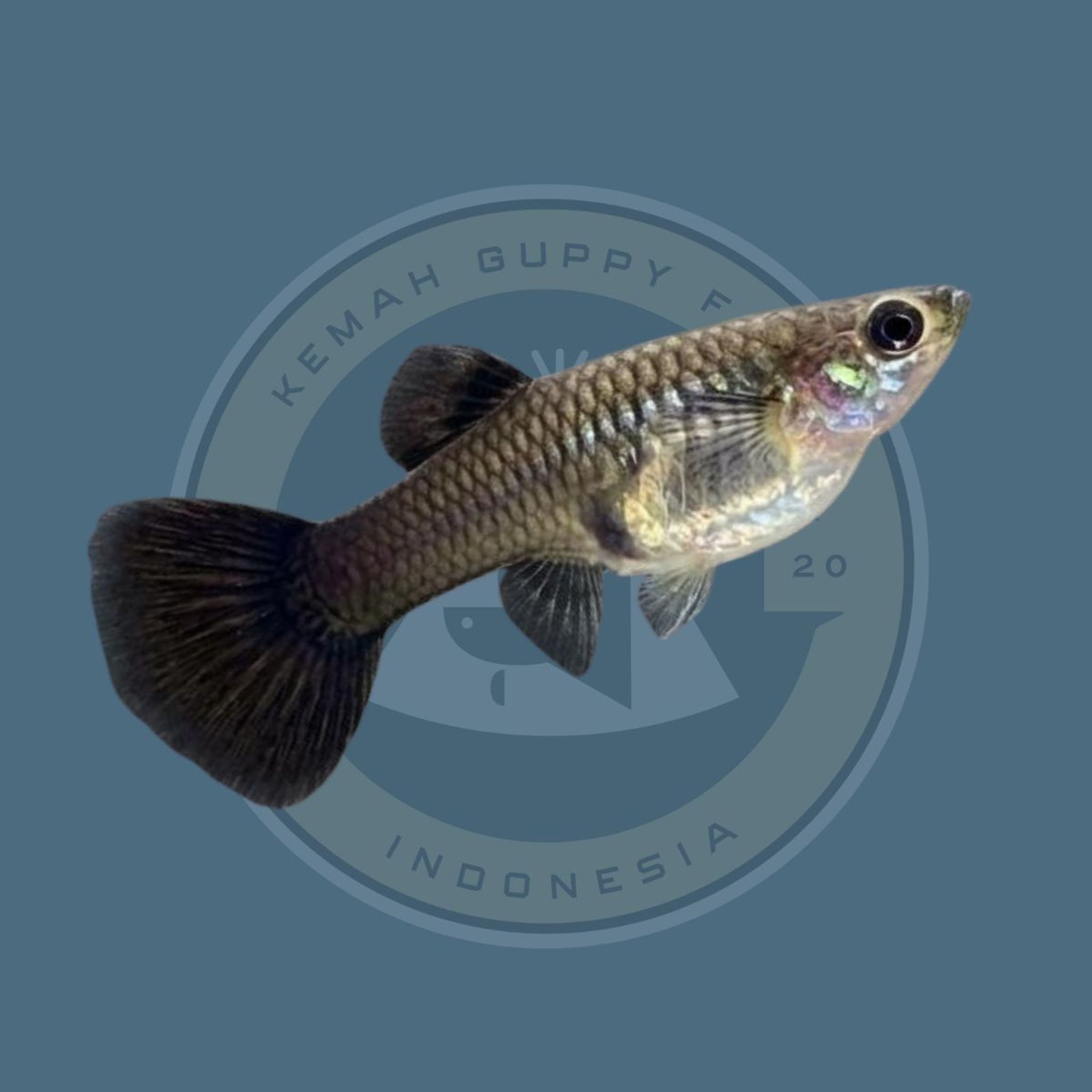GUPPY SILVERADO BLACK TAIL