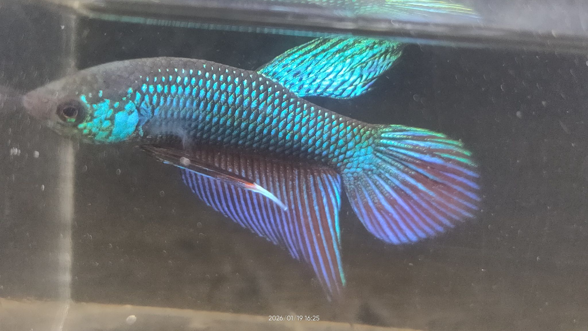 SMARAGDINA SP BURIRAM