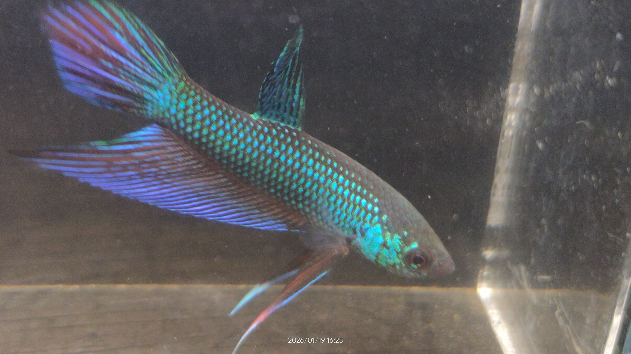 SMARAGDINA SP BURIRAM