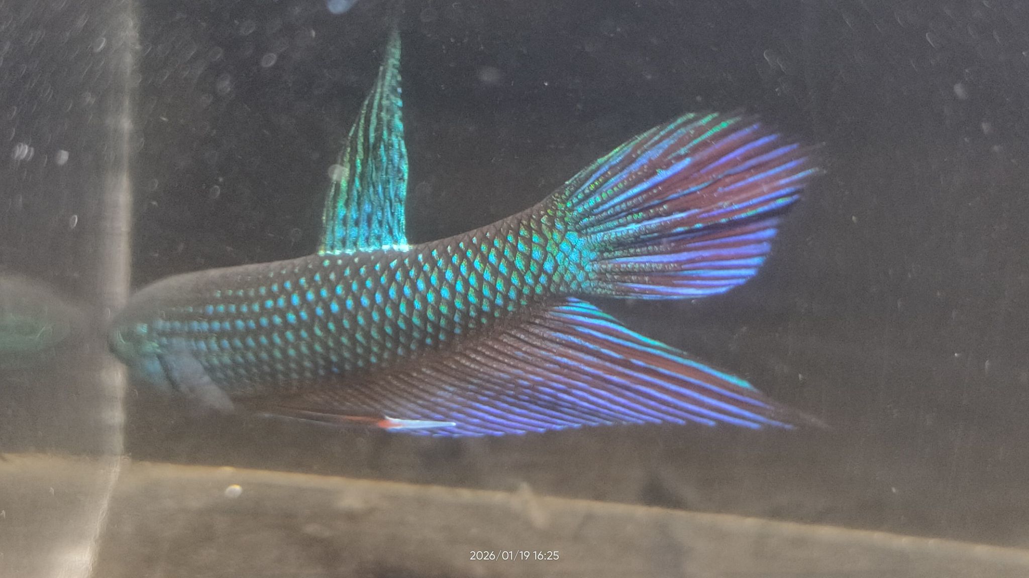 SMARAGDINA SP BURIRAM