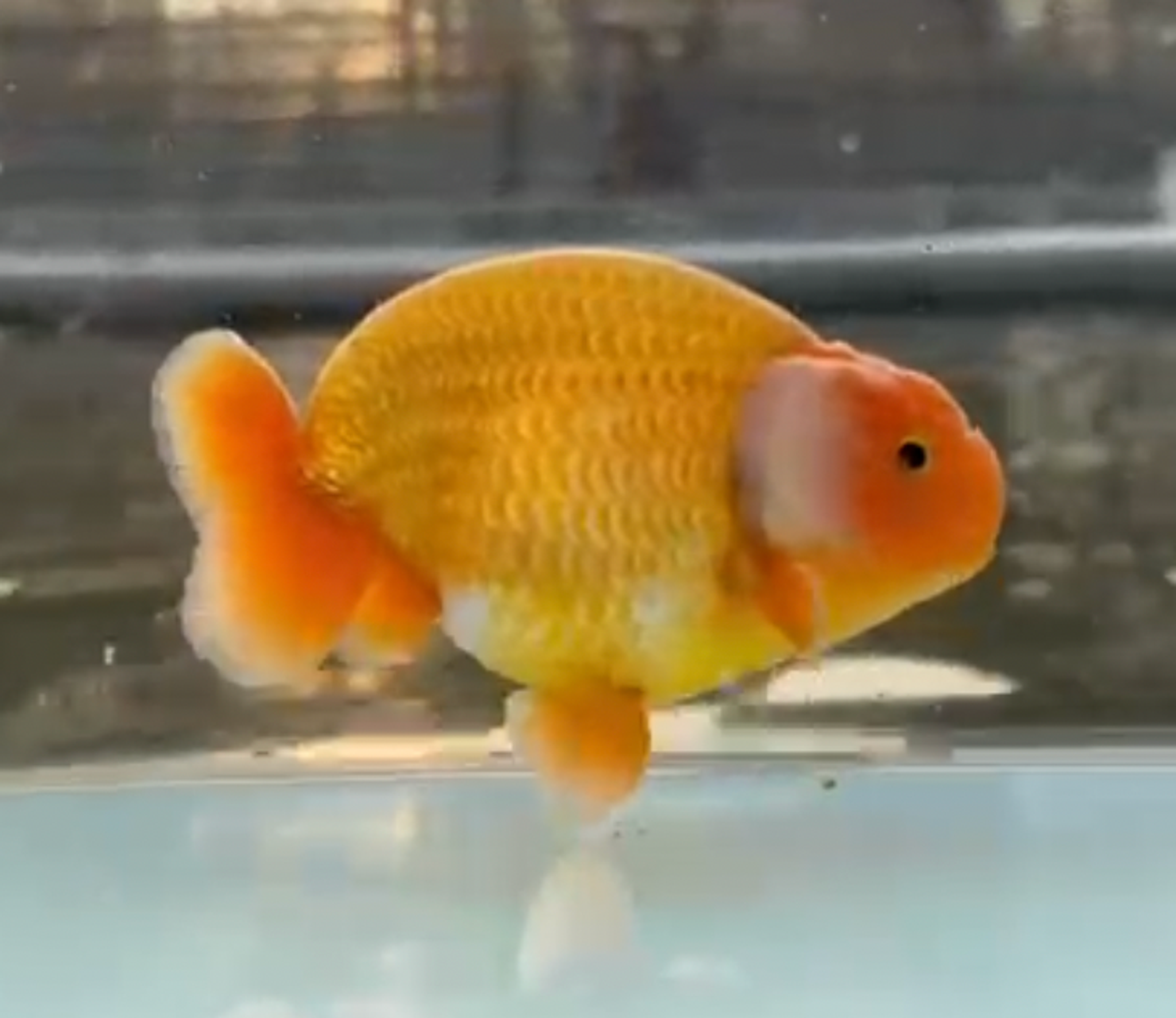 SUPER RED RANCHU