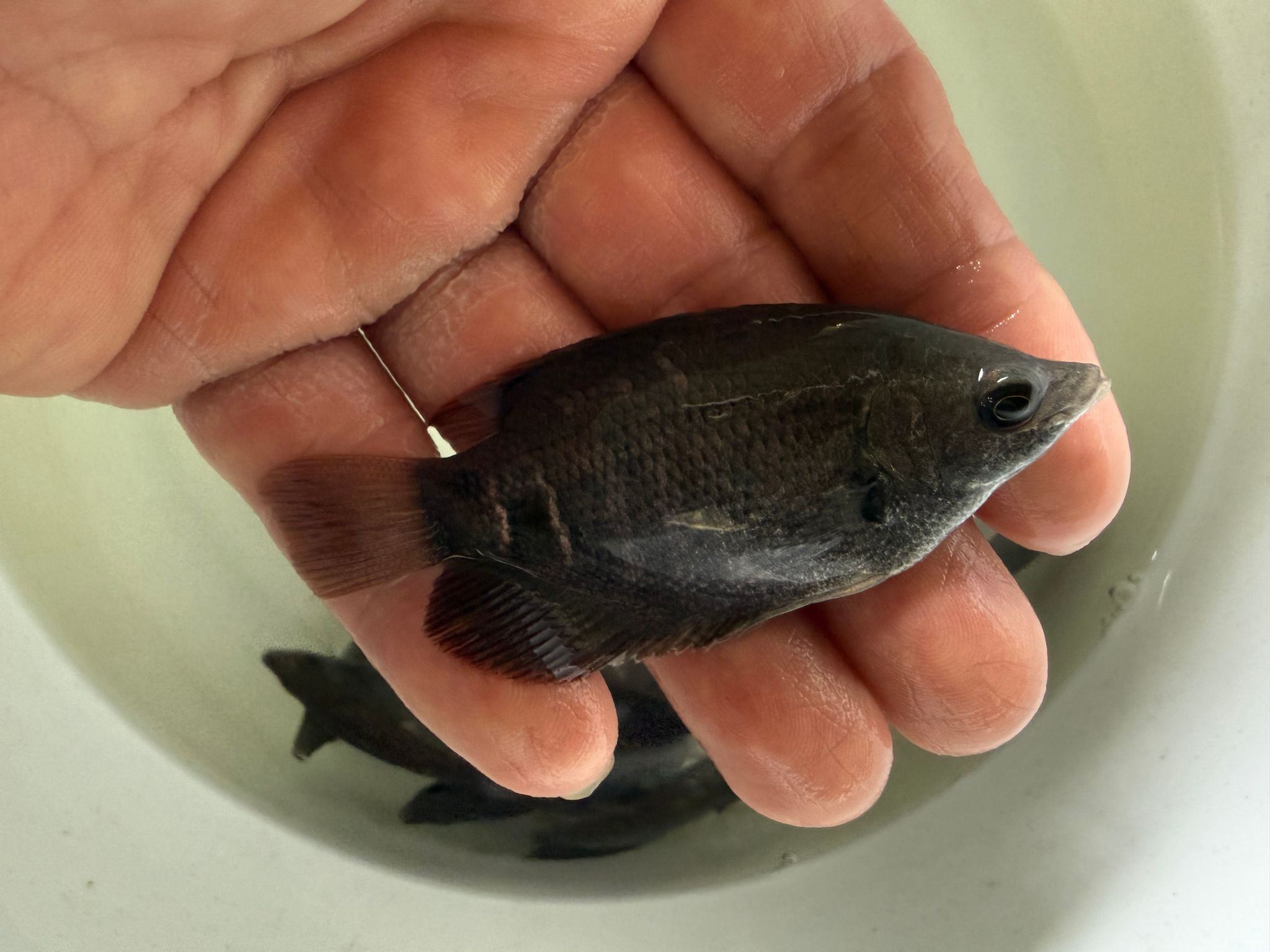 Sabah Kalui Red Tailed Giant Gourami